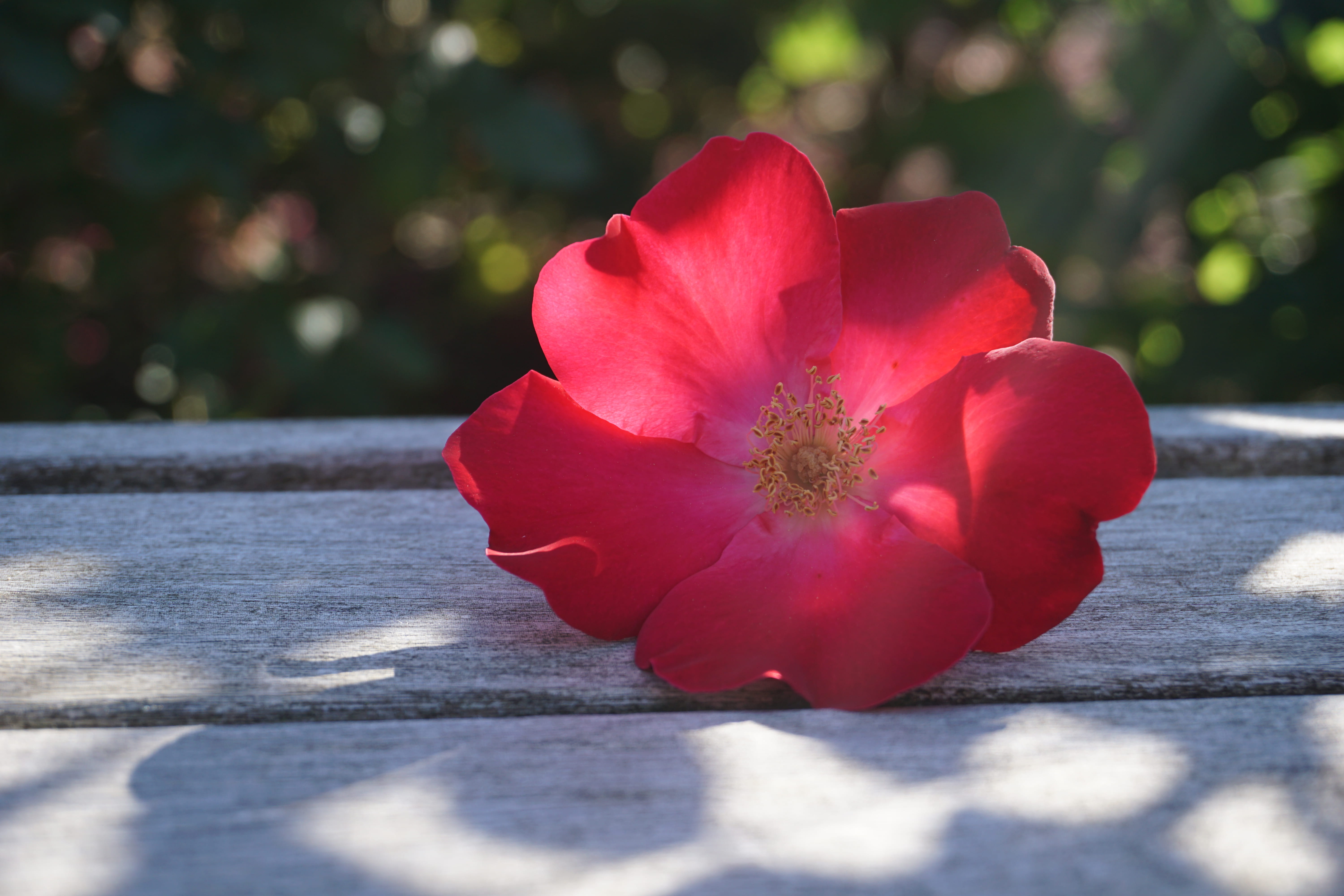 chicago botanic garden, day, rose, inflorescence, growth, beauty in nature, petal, sunlight, botanical, gardens, selective focus, pollen, roses, red, flowering plant, HD Wallpaper