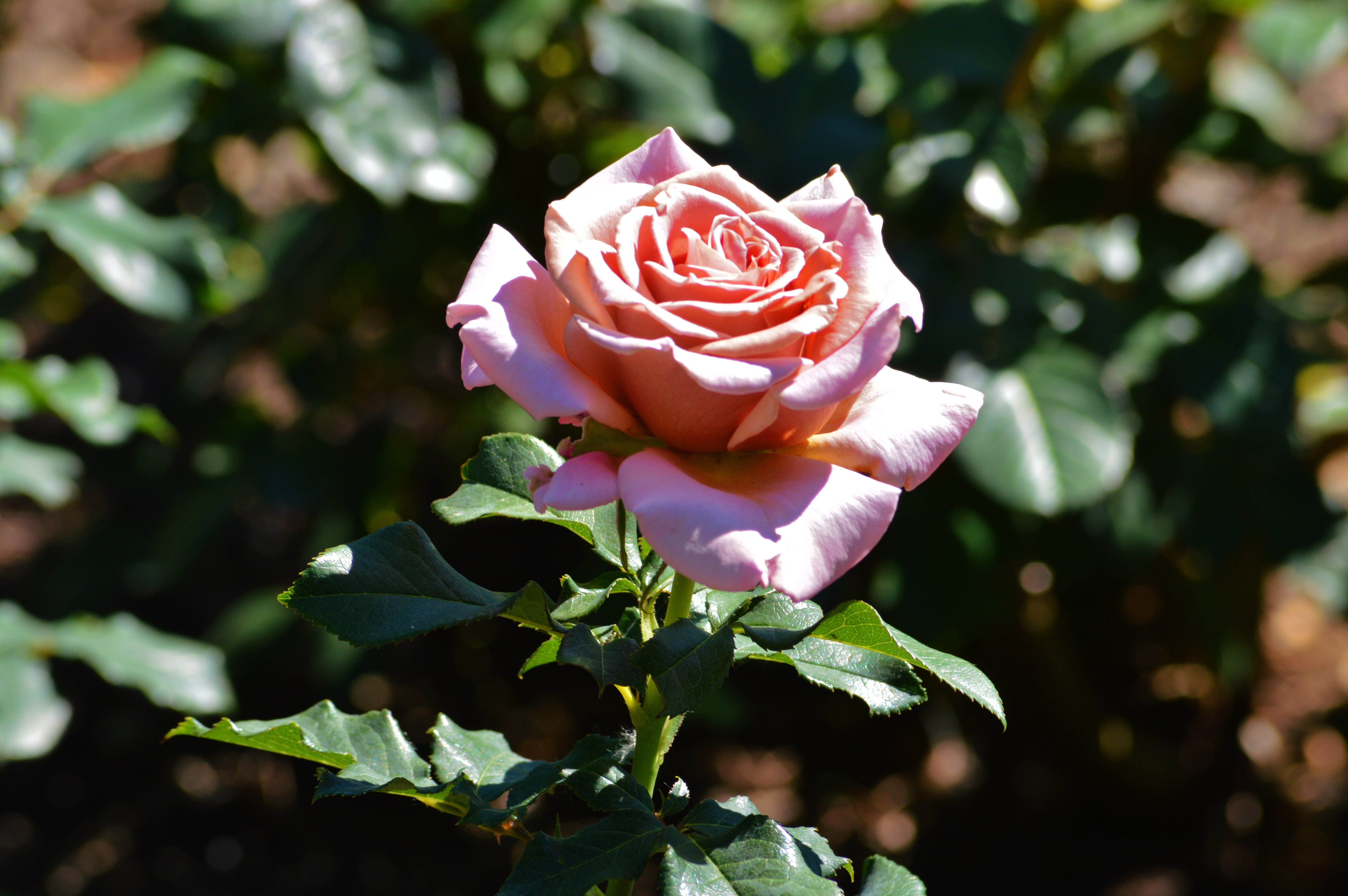 pink, beauty in nature, plant, pink color, rose, leaf, Chicago Botanic Gardens, day, close-up, Flowers, inflorescence, growth, vulnerability, no people, HD Wallpaper