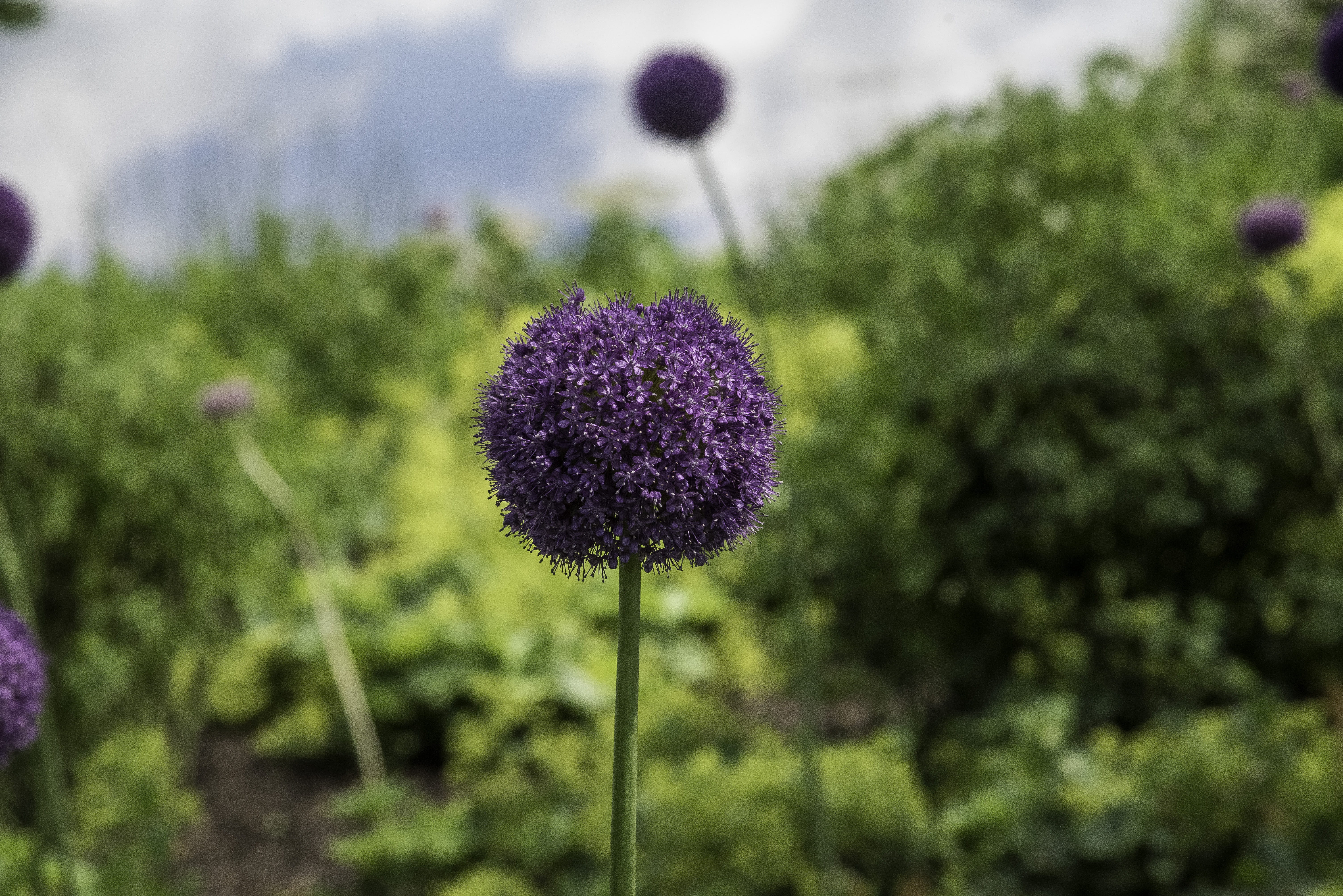 flower Head, day, fragility, plant, springtime, purple, vulnerability, flowering plant, nature, growth, Chicago, botanical, chicago botanical gardens, 5K, HD Wallpaper