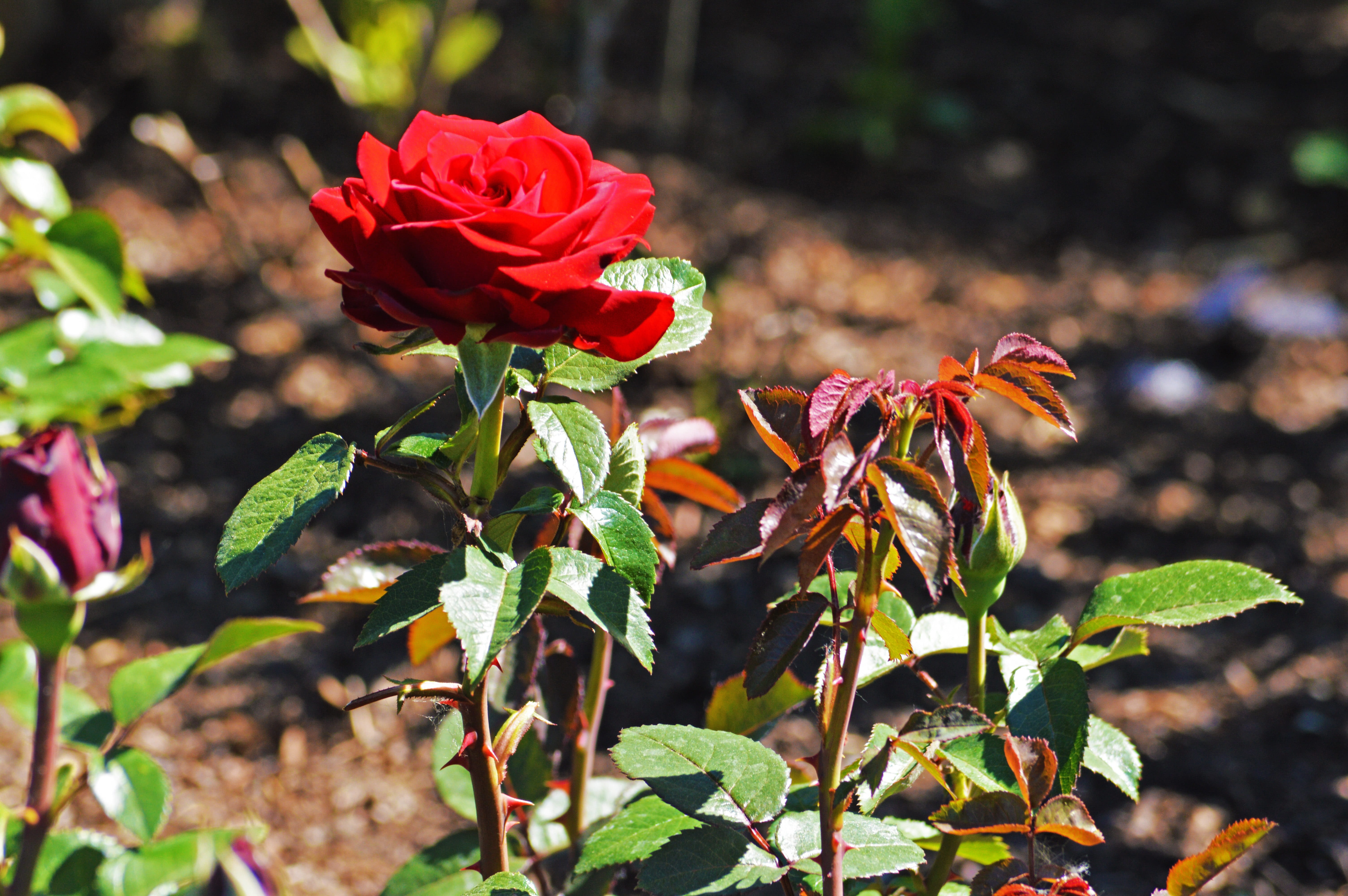 inflorescence, flower head, flowers, fragility, Chicago Botanic Gardens, flowering plant, plant part, rose, no people, vulnerability, nature, leaf, 5K, HD Wallpaper