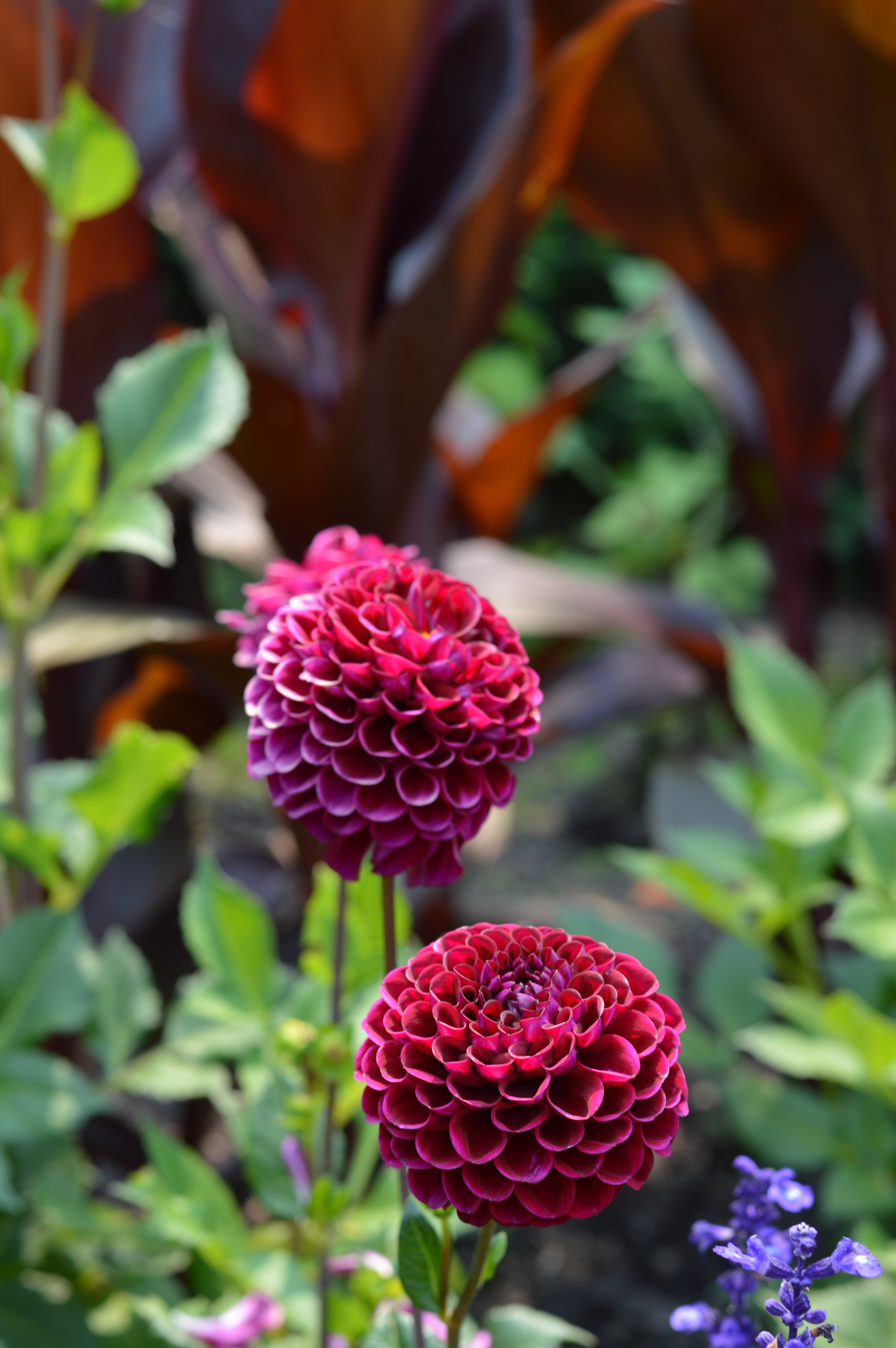 day, fragility, freshness, plant, flower head, red, petal, flowers, growth, chicago, flower, beauty in nature, flowering plant, 5K, leaf, no people, close-up, Phone HD Wallpaper