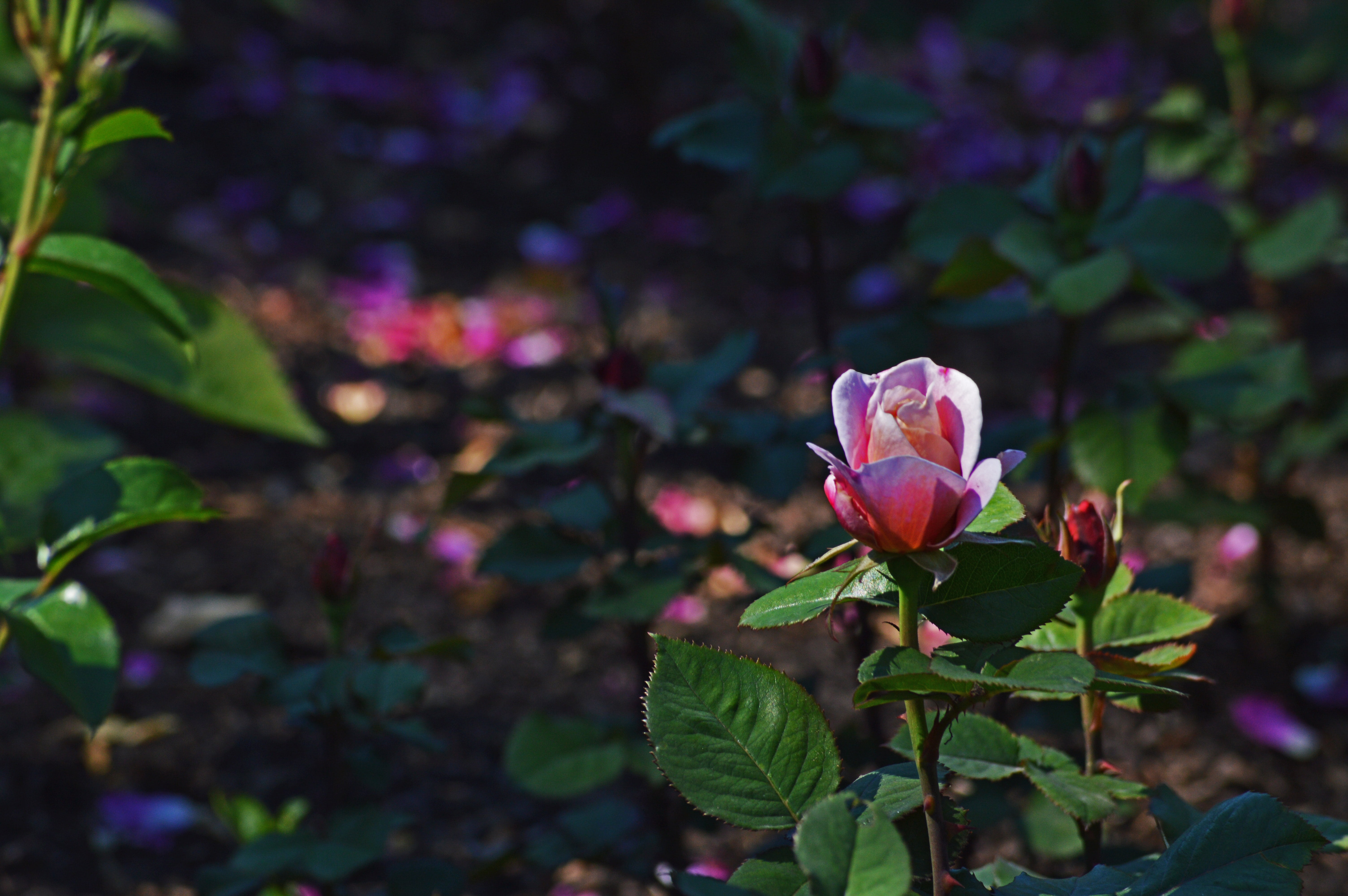 plant part, flower, vulnerability, color, petal, growth, fragility, day, plant, chicago botanic gardens, outdoors, flowers, beauty in nature, pink Color, HD Wallpaper