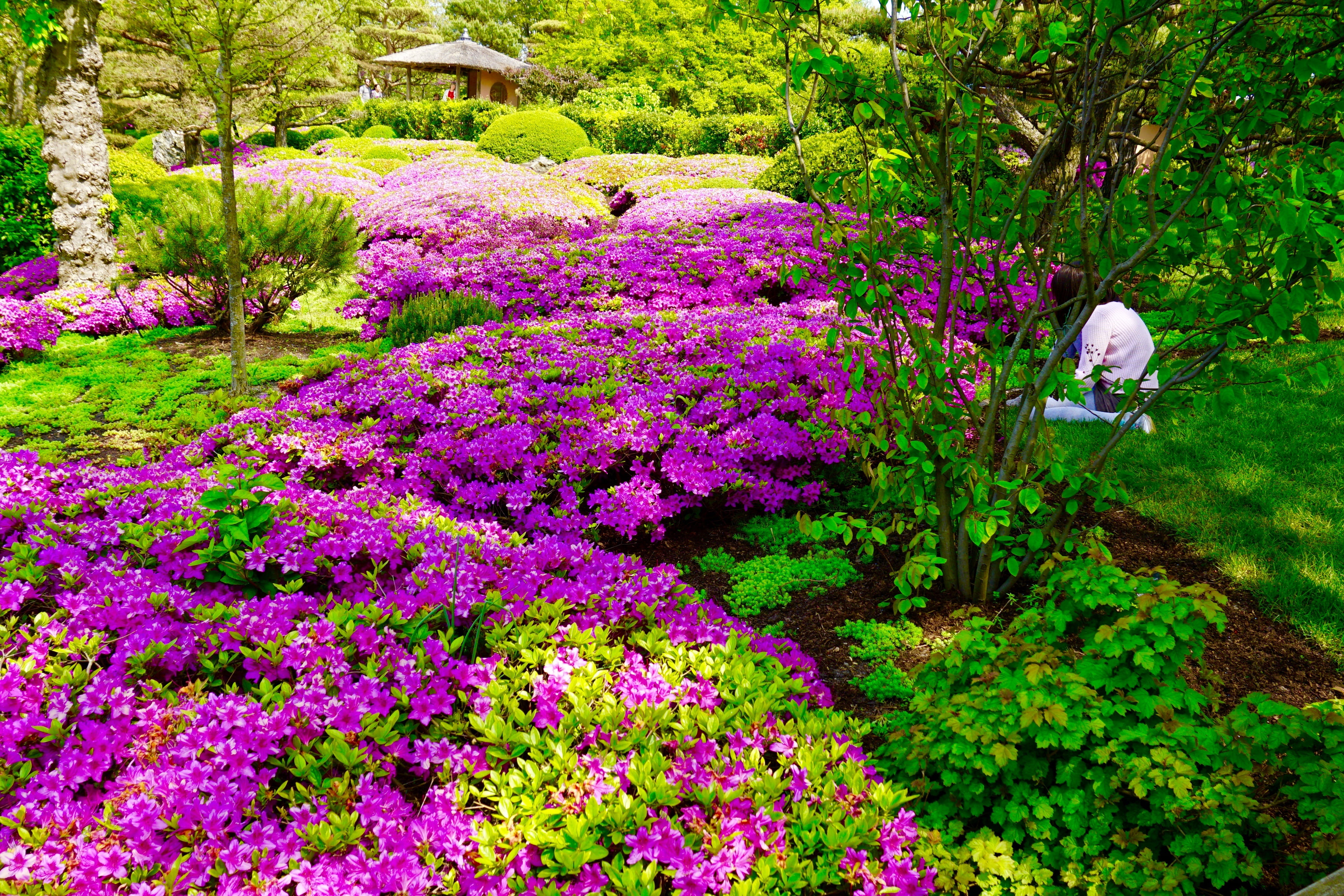 purple, landscape, flowerbed, garden, freshness, japanese garden, ground cover, flowers, plant, vulnerability, nature, 4K, flower, growth, summer, daytime, HD Wallpaper