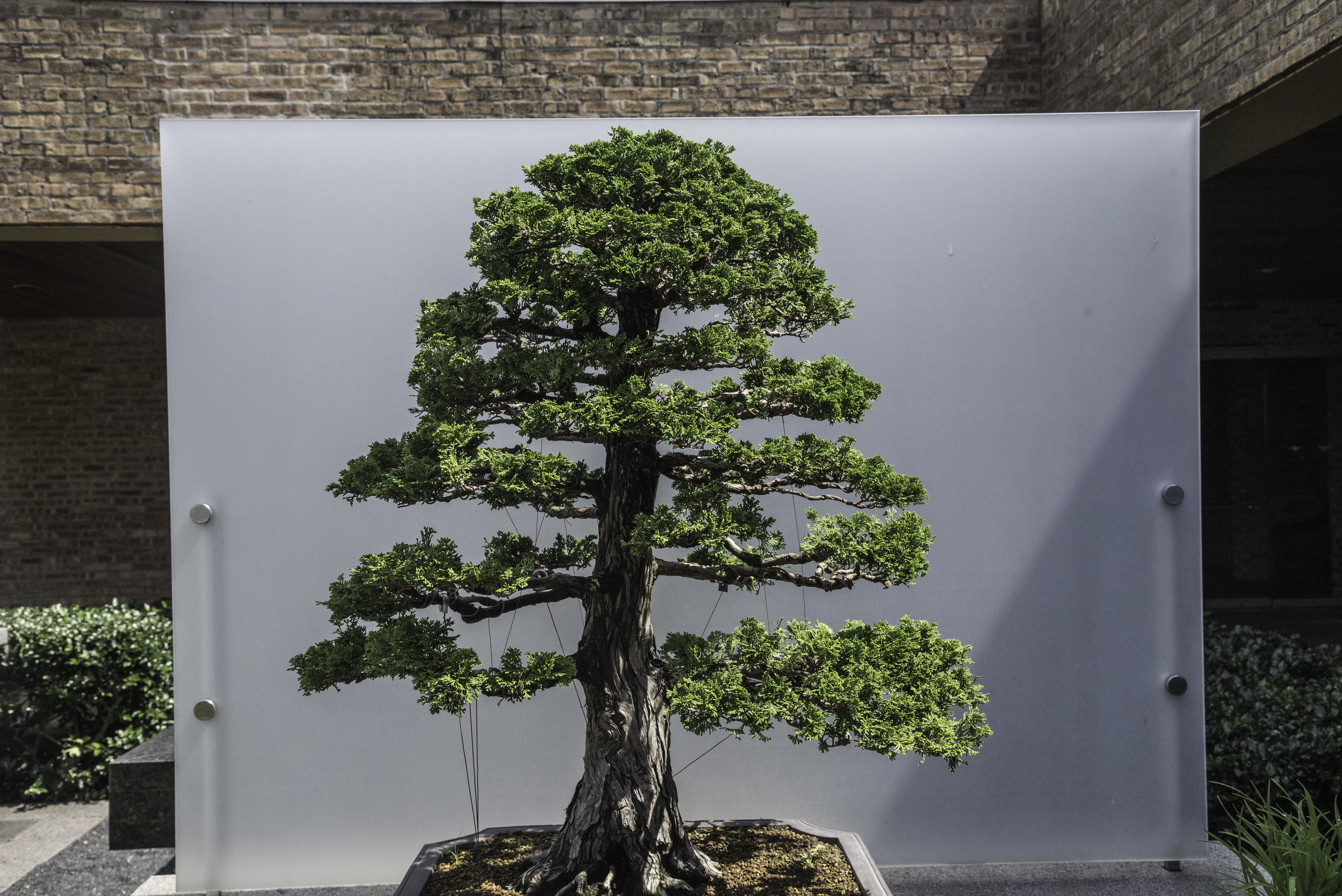 Small, bonzai, no People, indoors, house, bonsai tree, architecture, Trees, building, built structure, public domain, plant part, day, 5K, pine trees, HD Wallpaper