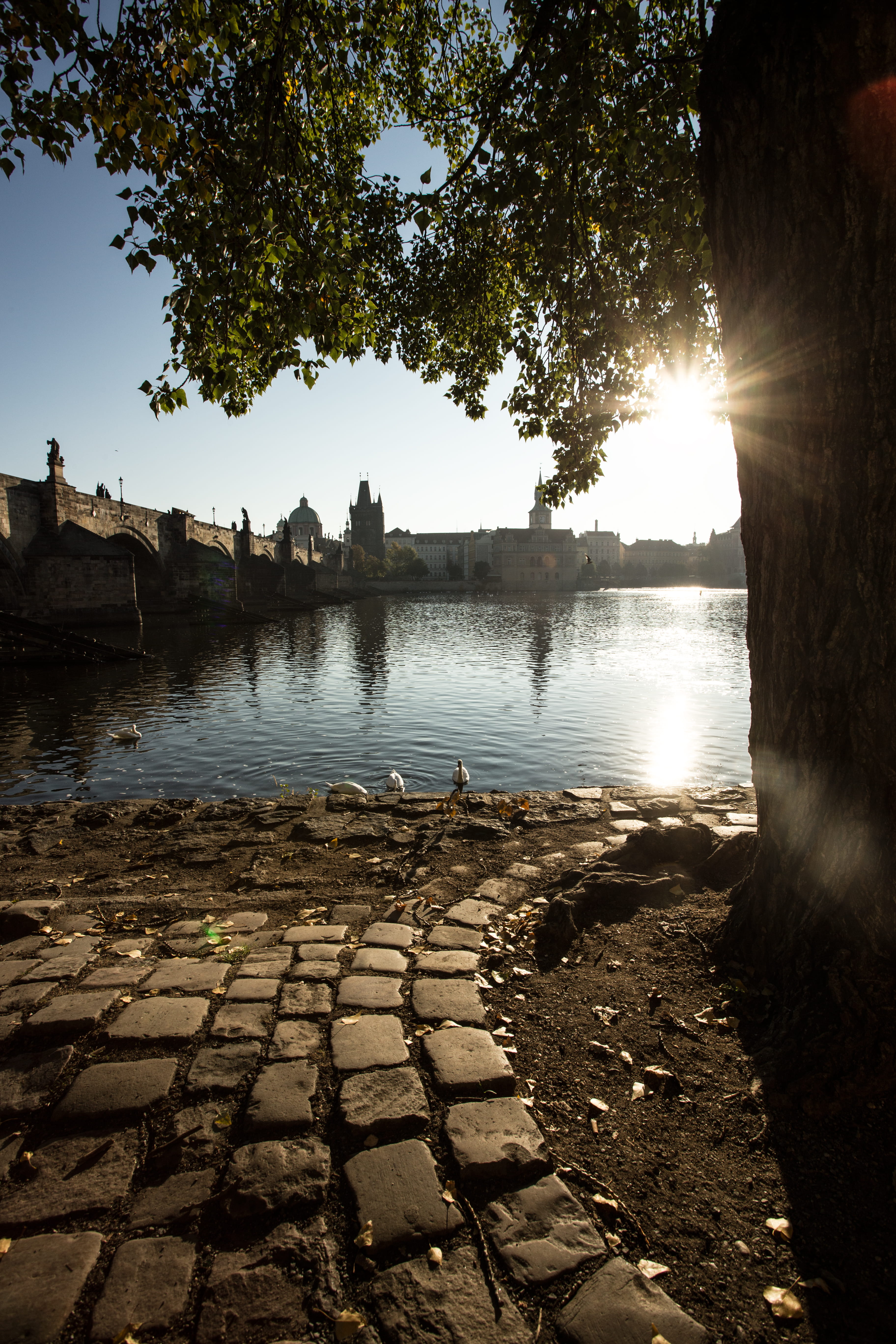 5K, footpath, built structure, swan, europe, nature, no people, lens flare, architecture, sky, water, day, prague, bird, sun, tree, scenics - nature, sunlight, Phone HD Wallpaper