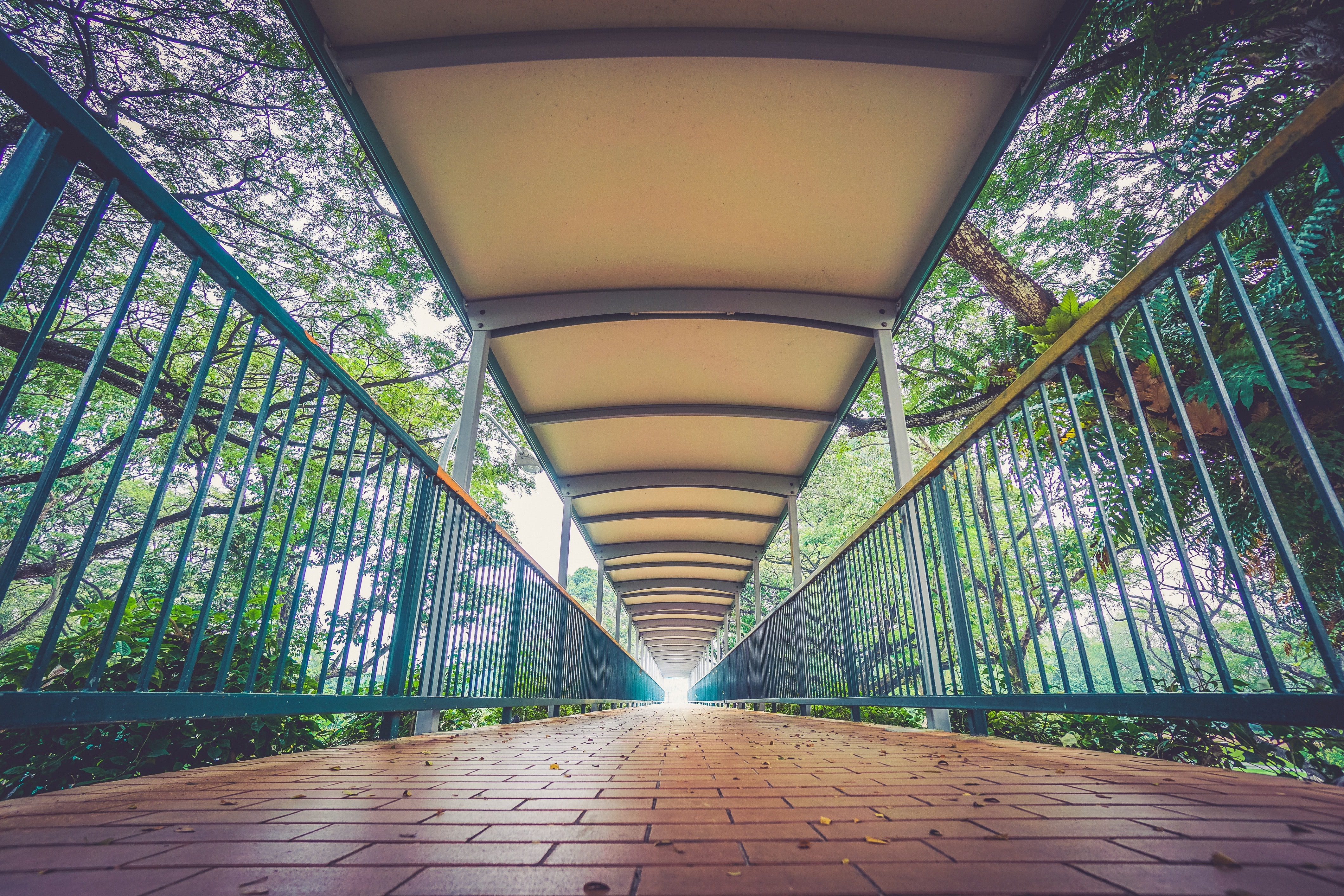diminishing perspective, ceiling, railing, arch, bridge, trees, indoors, transportation, connection, no people, long, 4K, the way forward, architecture, HD Wallpaper