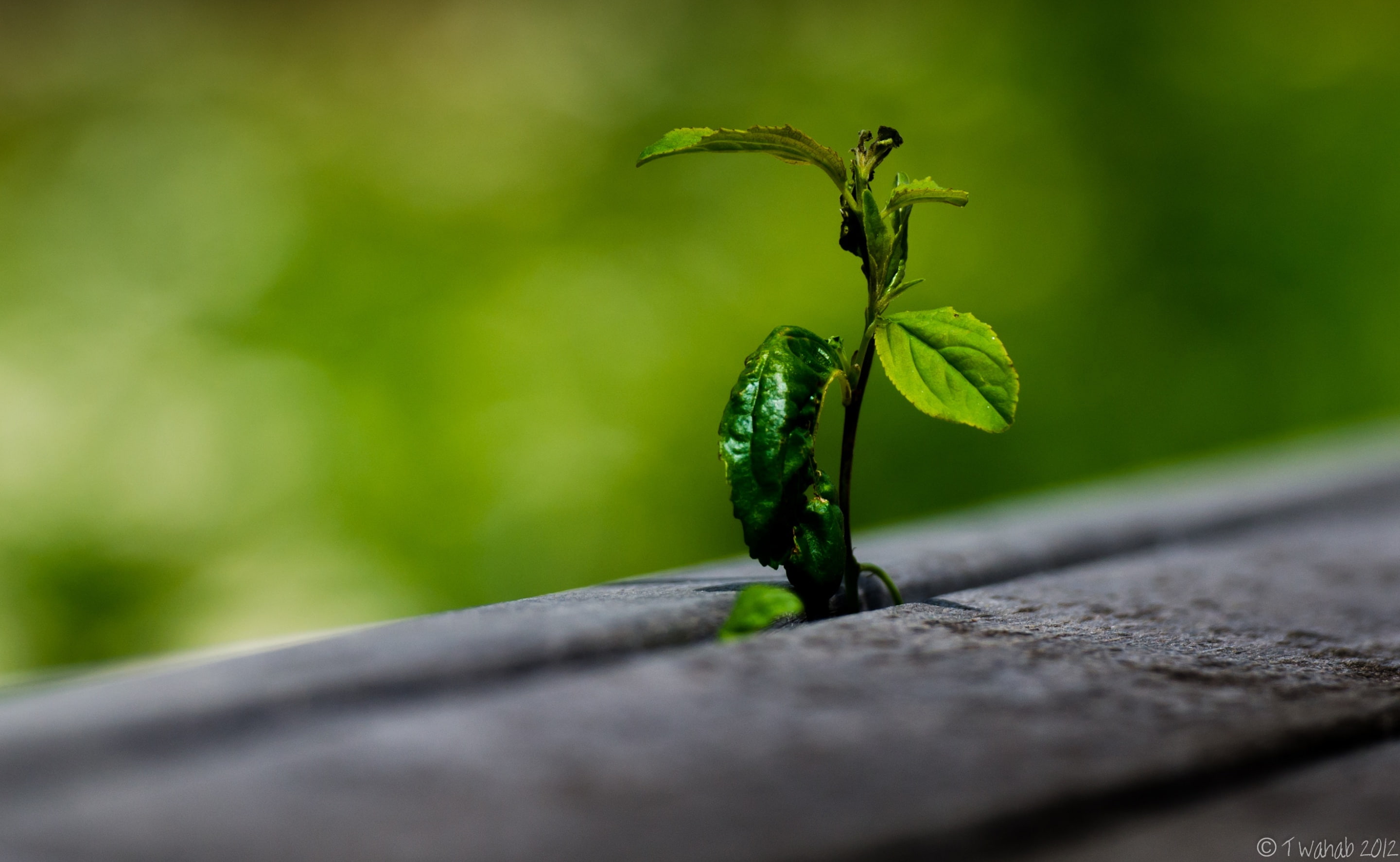Aero, focus on foreground, Botanic, Jack, nature, d7000, selective focus, beauty in nature, jackinthegreen, food and drink, Macro, unitedstates, food, Green, HD Wallpaper