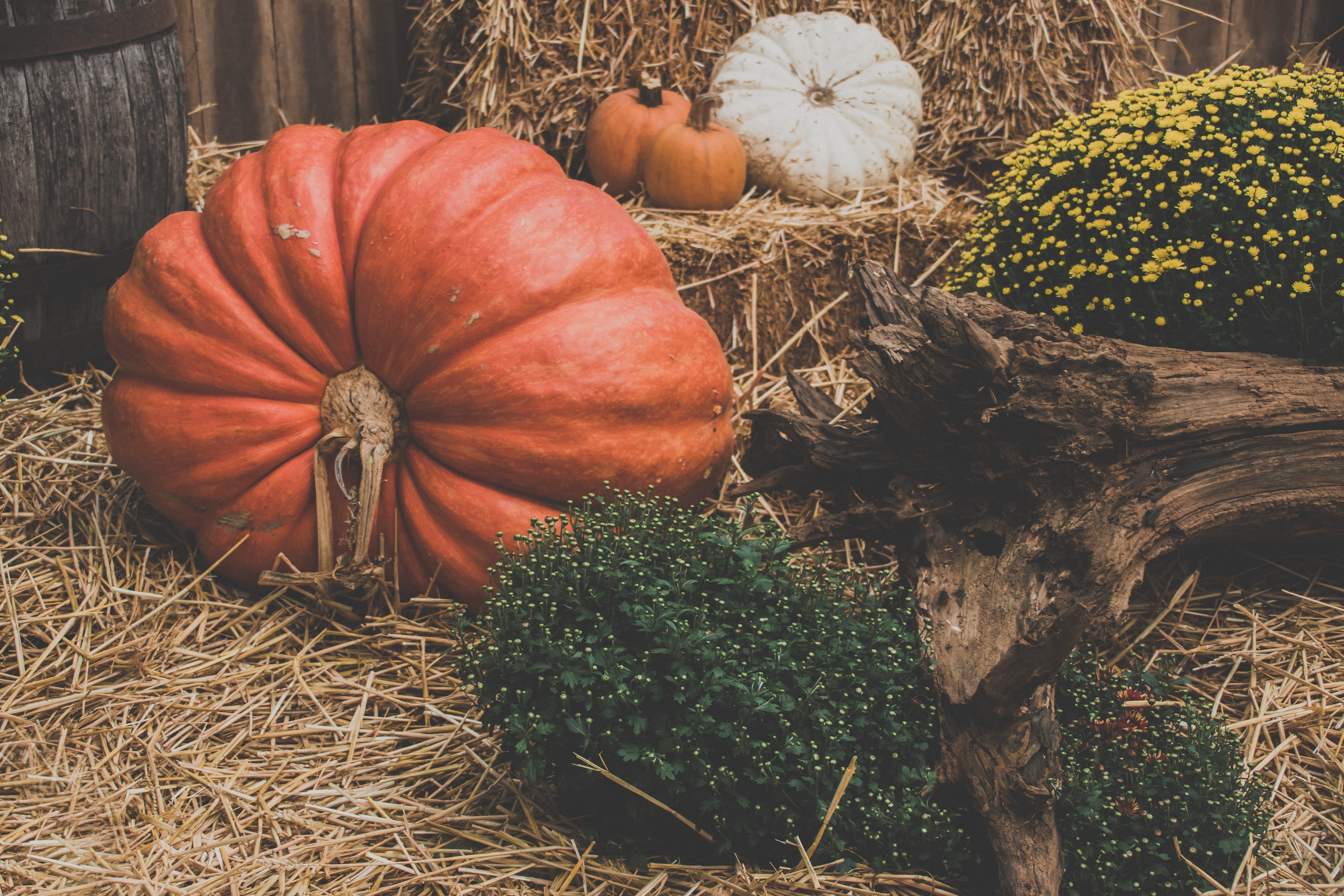 orange color, growth, land, day, freshness, food and drink, close-up, autumn, halloween pumpkin, vegetable, agriculture, pumpkin, nature, seasonal, HD Wallpaper