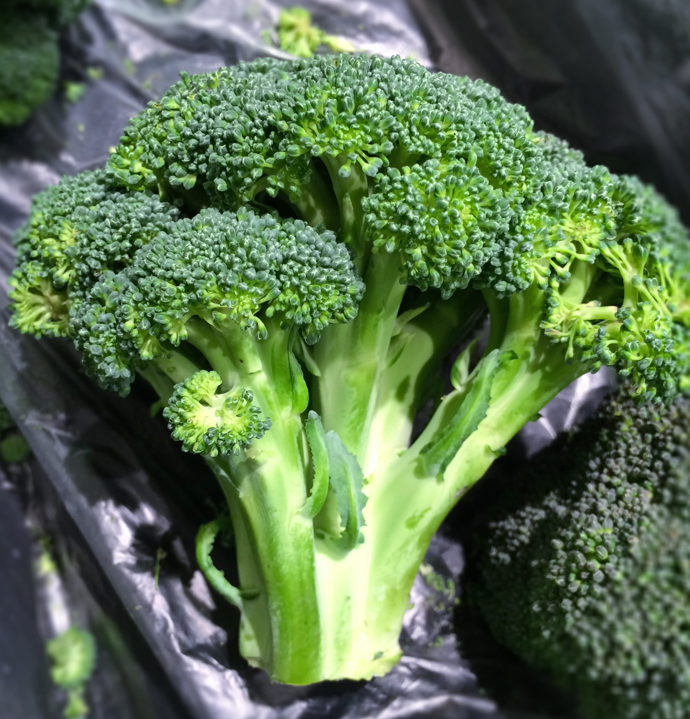 yokosuka, no people, fruits and vegetables, healthy eating, vegetables, heisei-cho, japan, vegetable, leaf, indoors, green, wellbeing, seiyu ltd, plant part, Phone HD Wallpaper