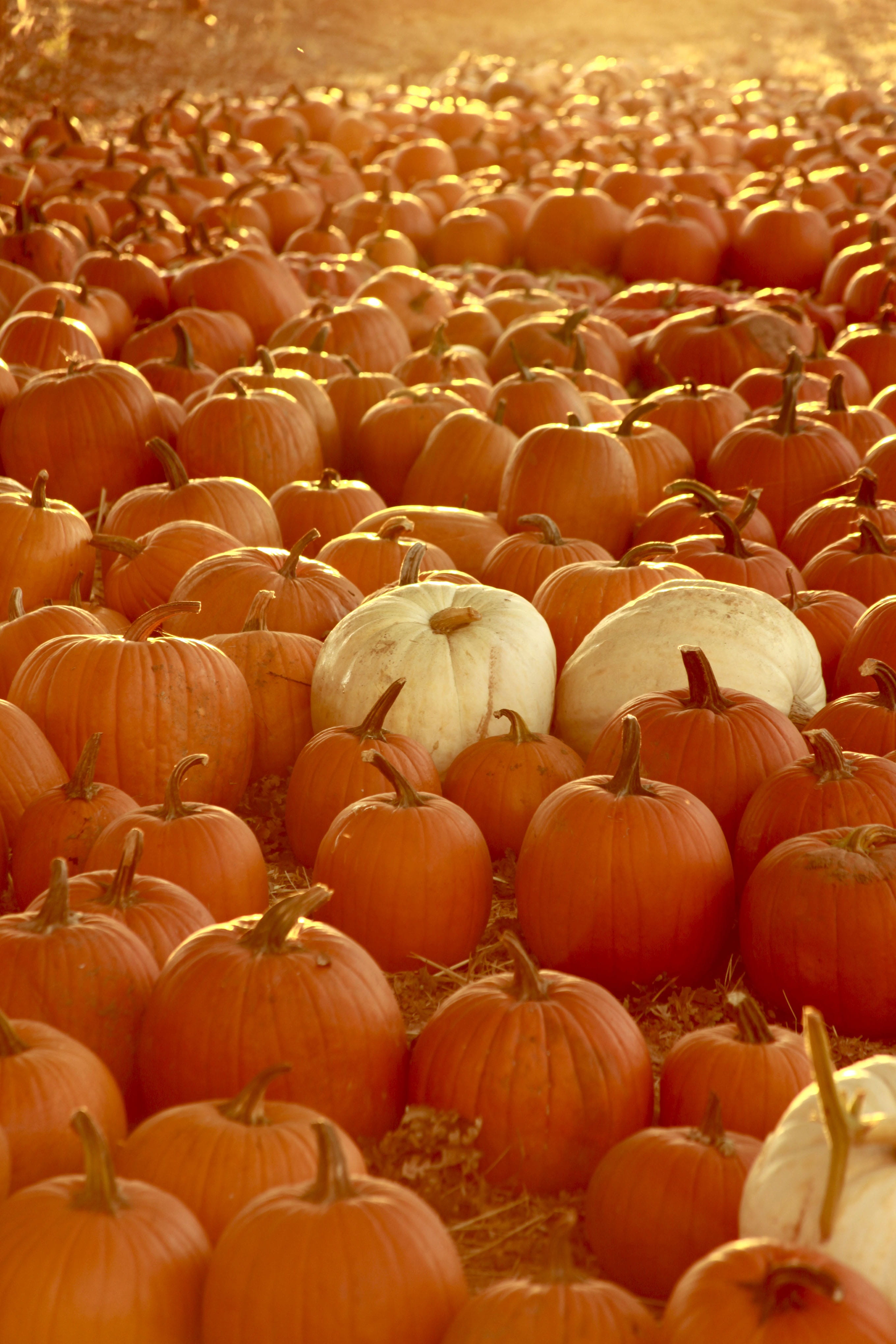autumn, decoration, no People, still life, vegetable, Halloween, holiday, freshness, for sale, october, harvesting, harvest, retail display, color Image, Phone HD Wallpaper
