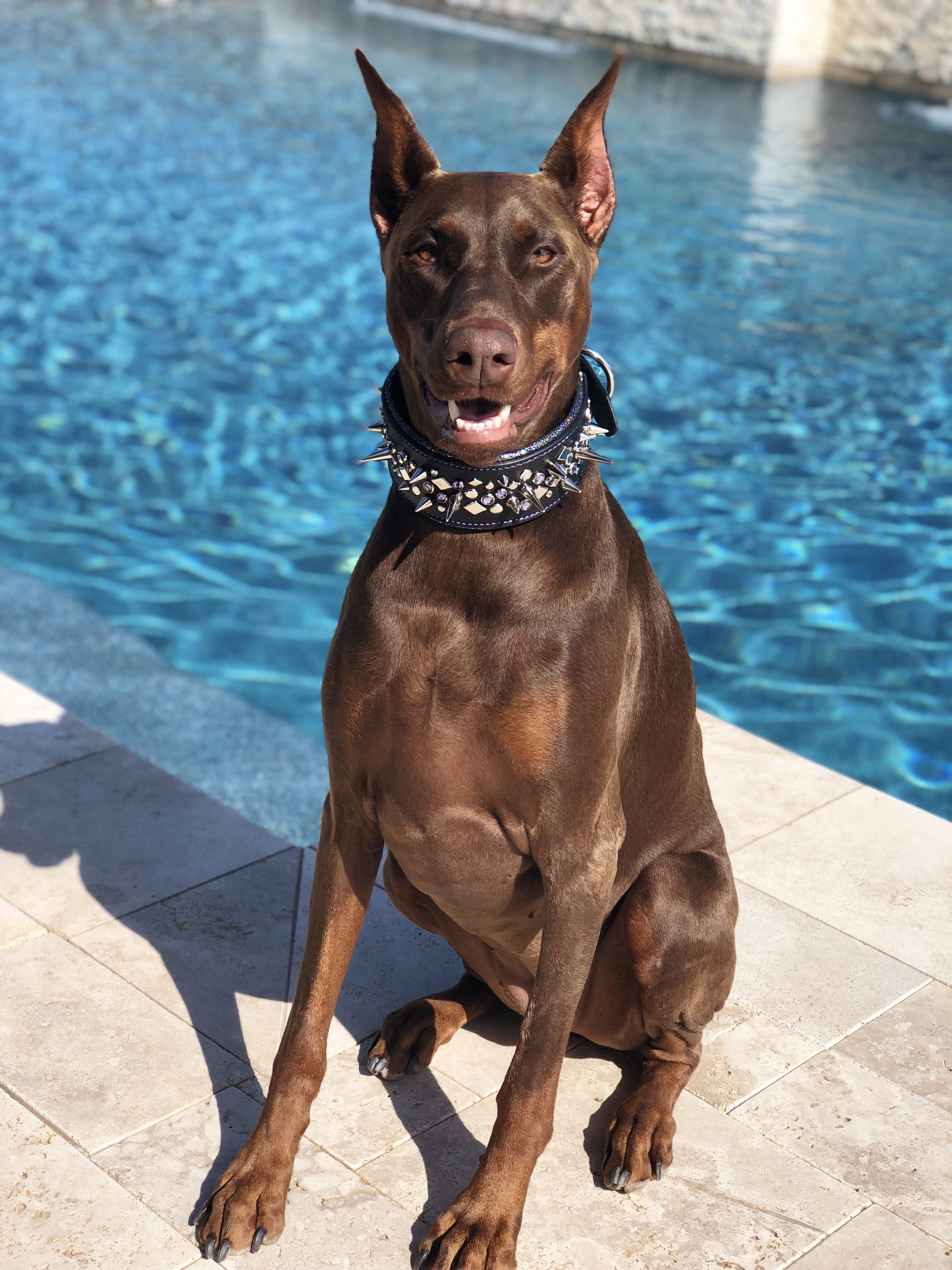 4K, dog, nature, sunlight, canine, swimming pool, pets, rust, domestic animals, adult, portrait, one animal, mammal, pool, vertebrate, pinscher, domestic, Phone HD Wallpaper