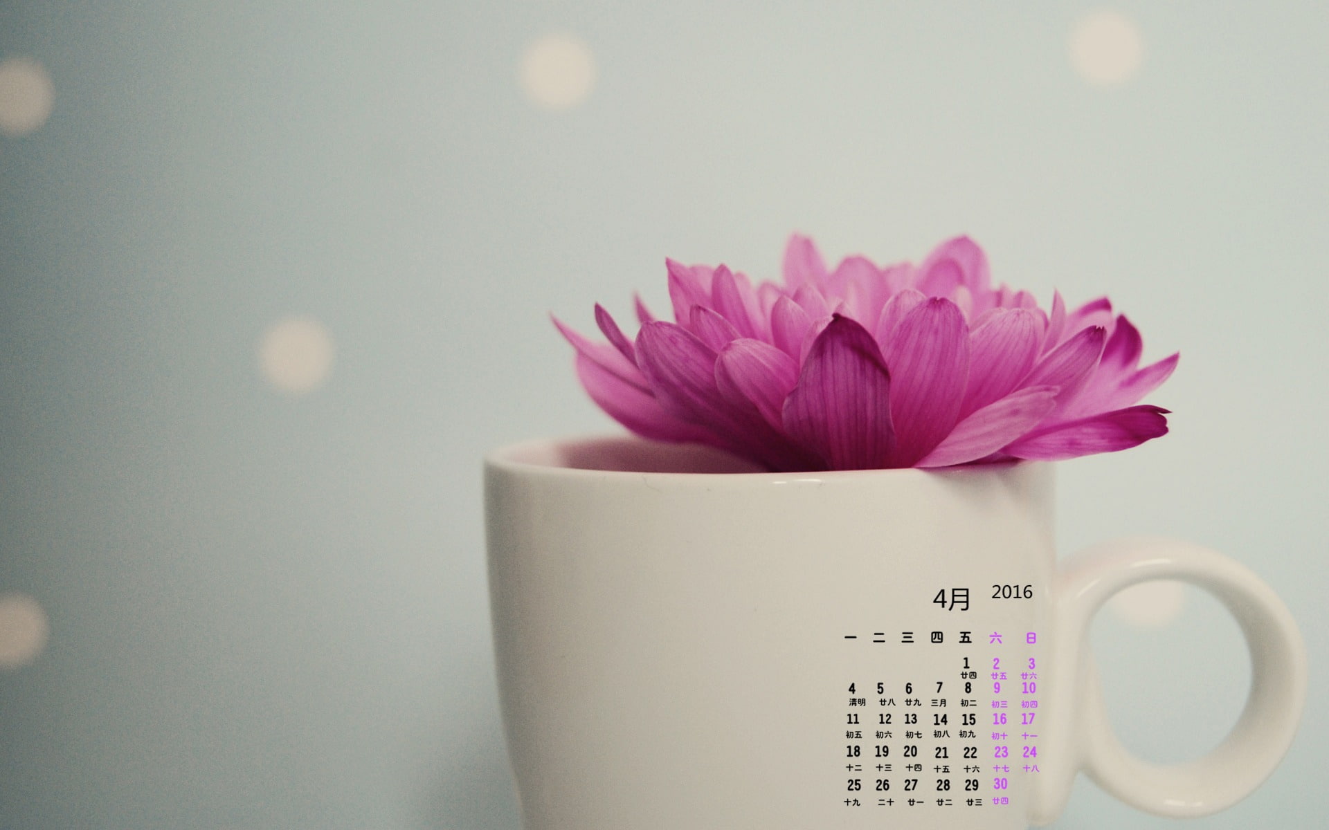 freshness, april, nature, petal, calendar, coffee cup, pink color, mug, plant, flower, beauty in nature, 1080P, flowering plant, no people, glass, close-up, HD Wallpaper