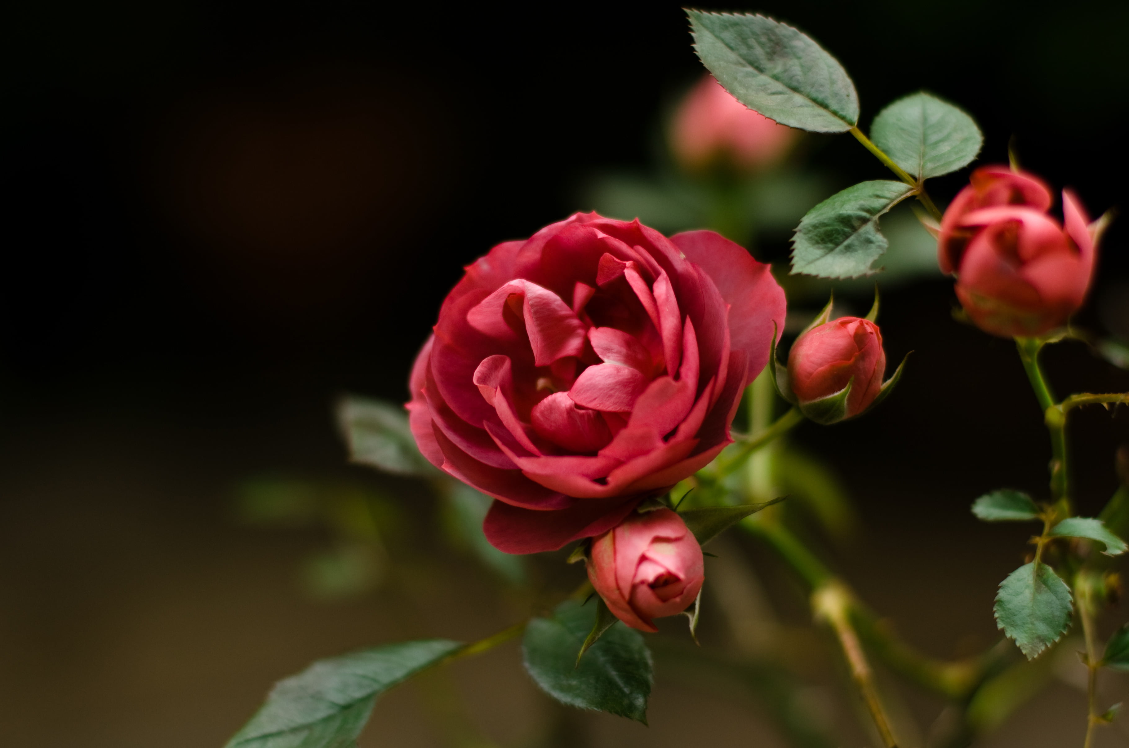single Flower, springtime, close-up, plant, day, flower Head, leaf, botany, no People, briar, wild, green Color, freshness, summer, flowering plant, vulnerability, HD Wallpaper