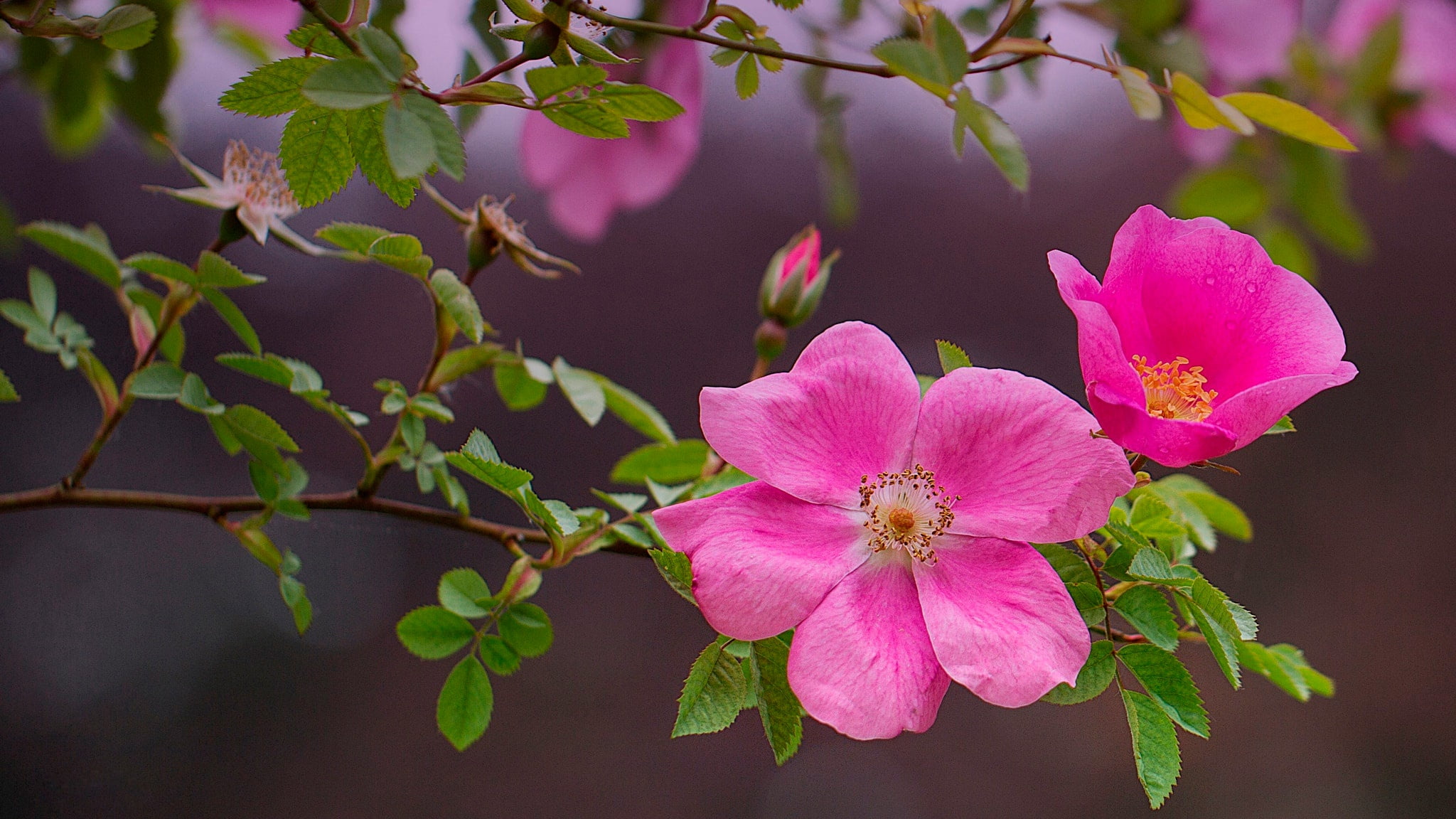Bush, leaves, background, briar, bokeh, branches, 1080P, flowers, pink, nature, HD Wallpaper