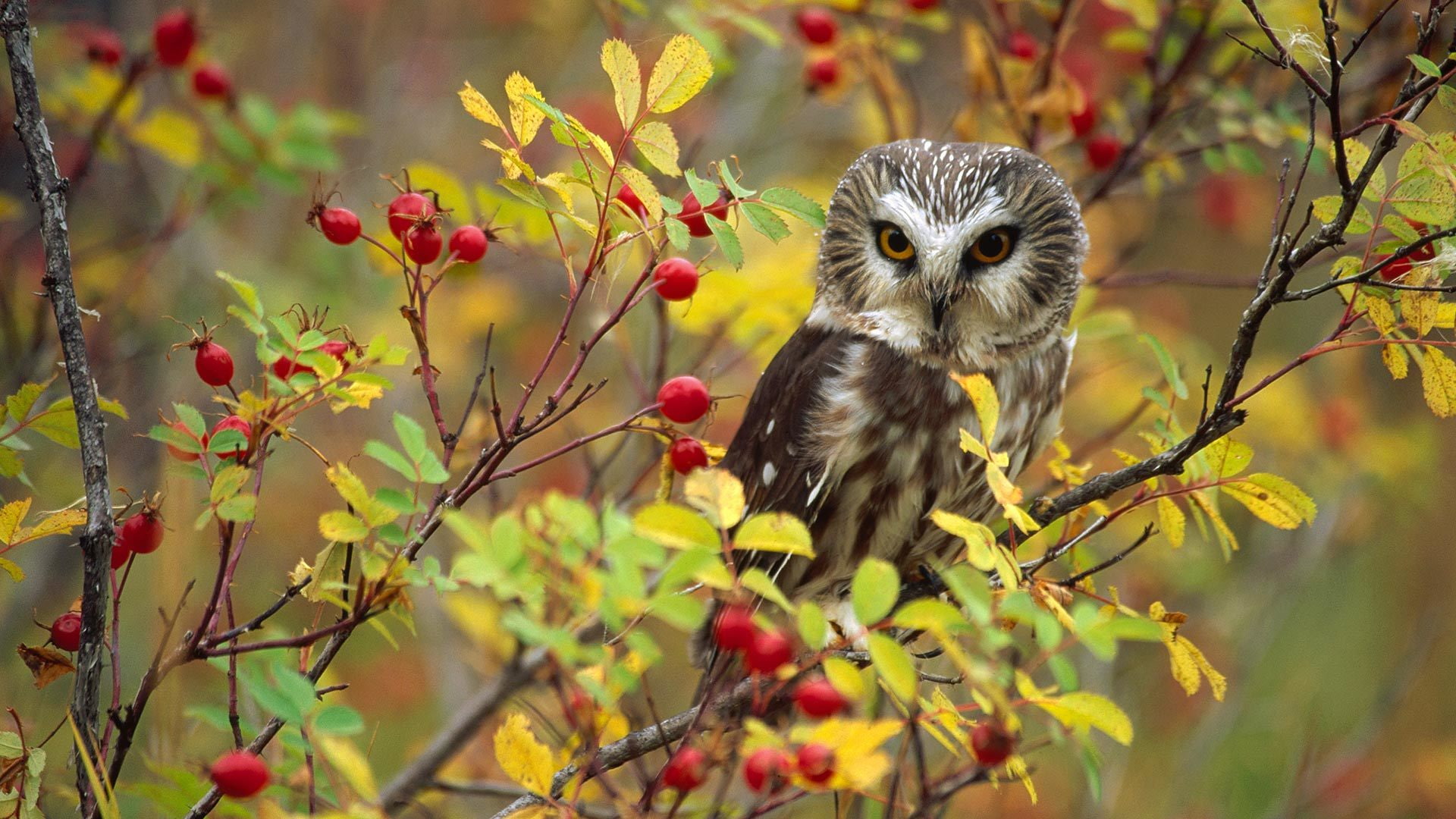 briar, bird, British Columbia, owl, 1080P, Canada, HD Wallpaper