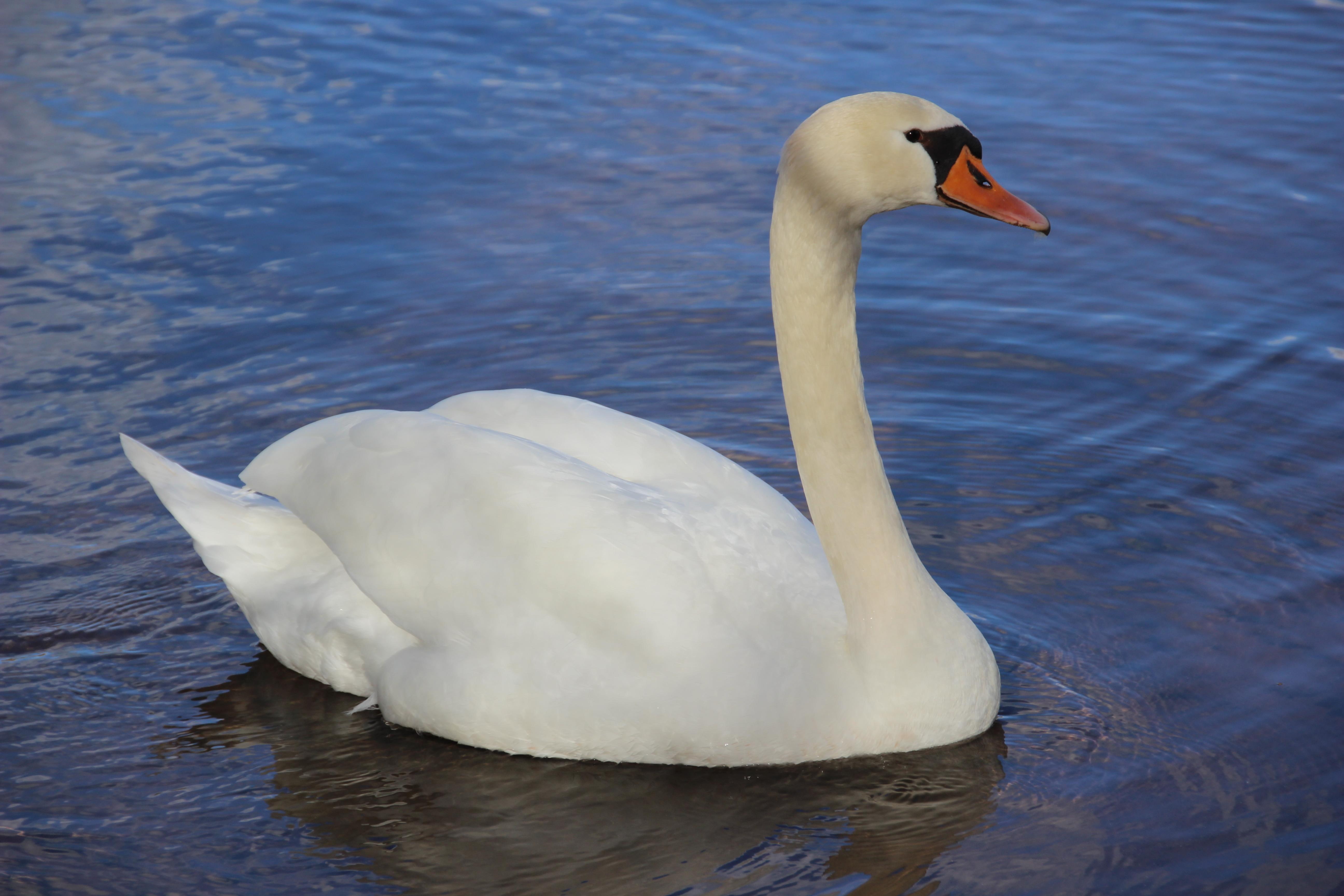 white, sunny, paseo, 5K, home, water, swan, october, HD Wallpaper