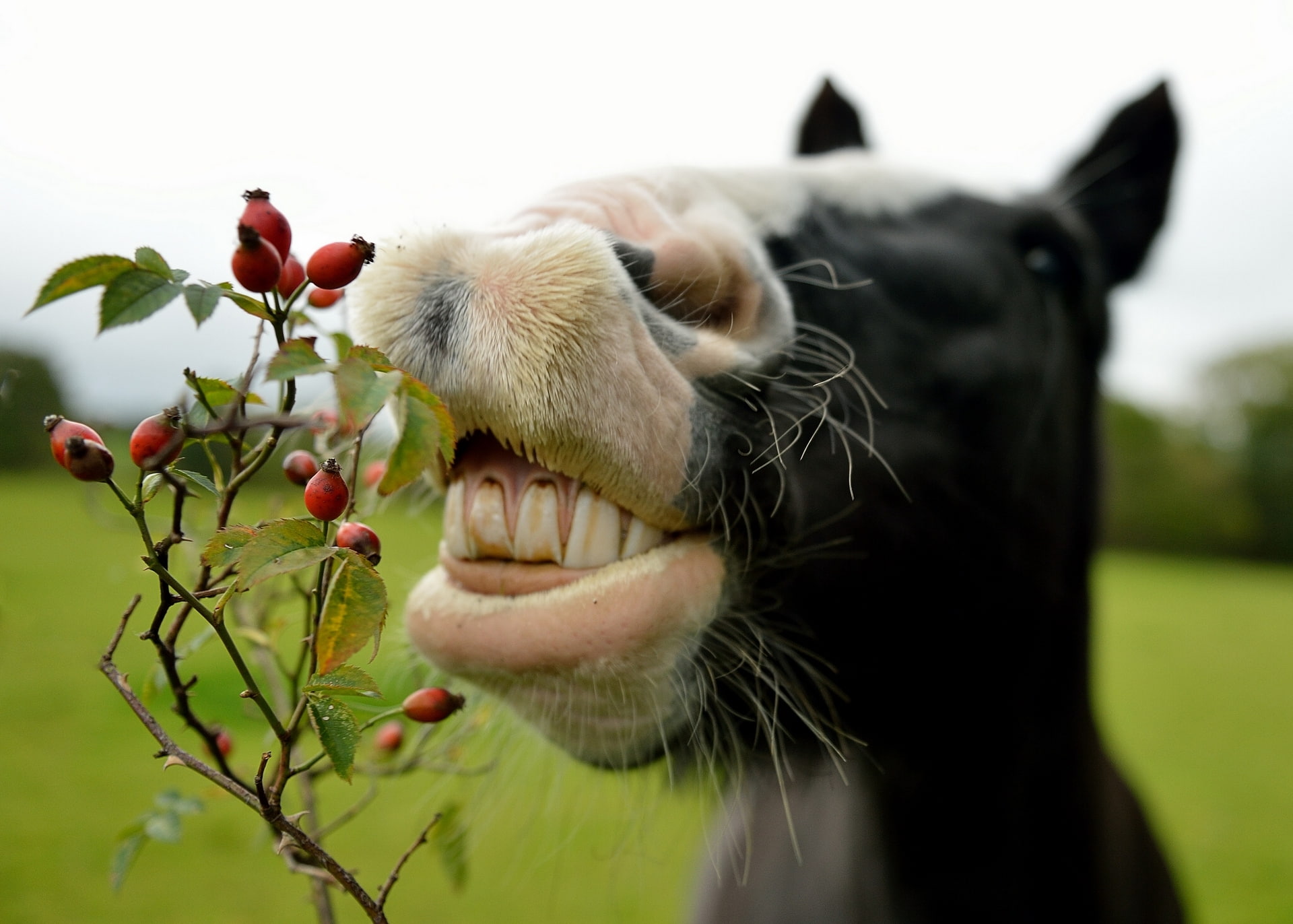 looking, summer, focus on foreground, no People, whisker, day, animal, green Color, horse, outdoors, face, animal teeth, teeth, pets, livestock, animals And Pets, HD Wallpaper