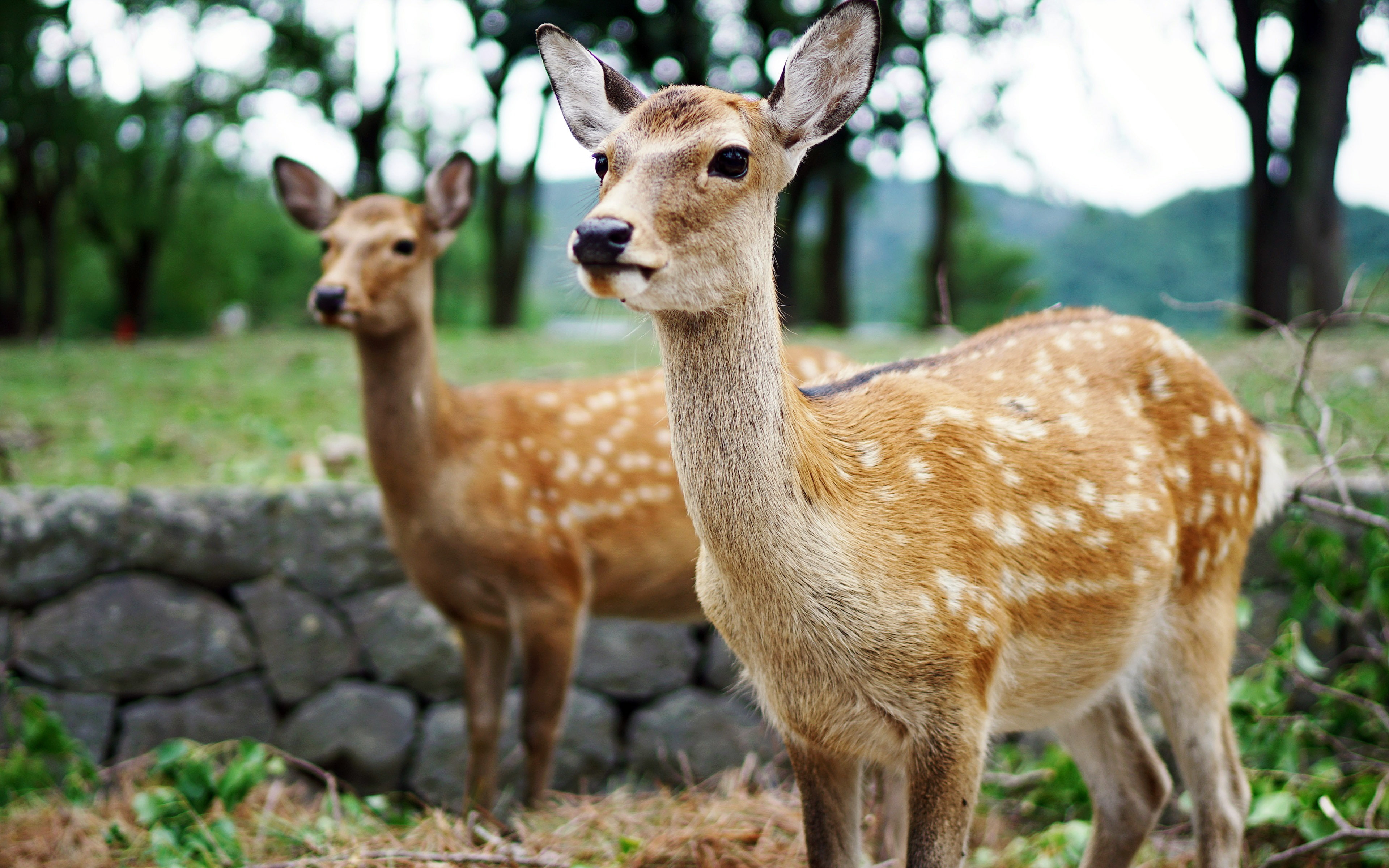 no people, 4K, animal, lawn, japan, park, mammal, vertebrate, domestic animals, herbivorous, focus on foreground, animal themes, young animal, nara, standing, HD Wallpaper