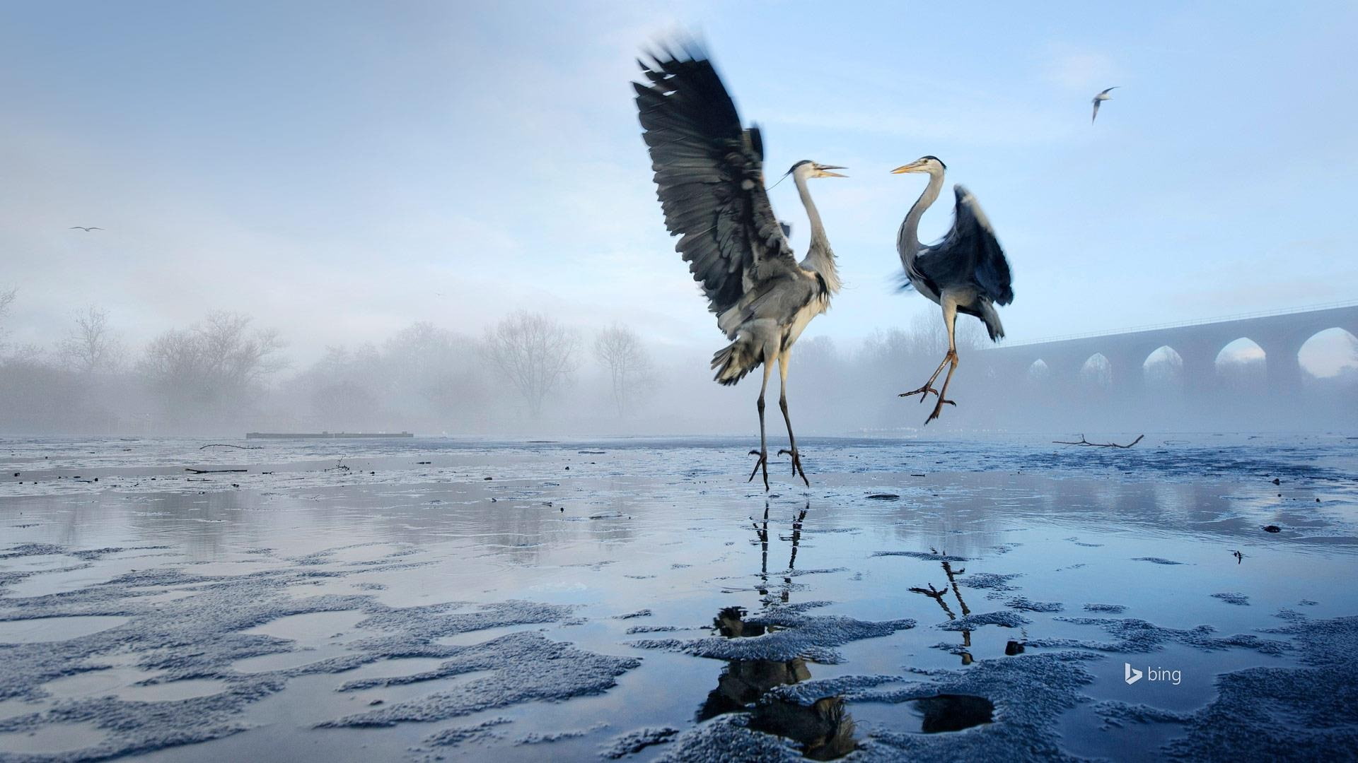 vertebrate, winter, day, animals in the wild, river, lake, bing, bird, desktop, nature, one animal, beauty in nature, sky, thame, animal wildlife, HD Wallpaper