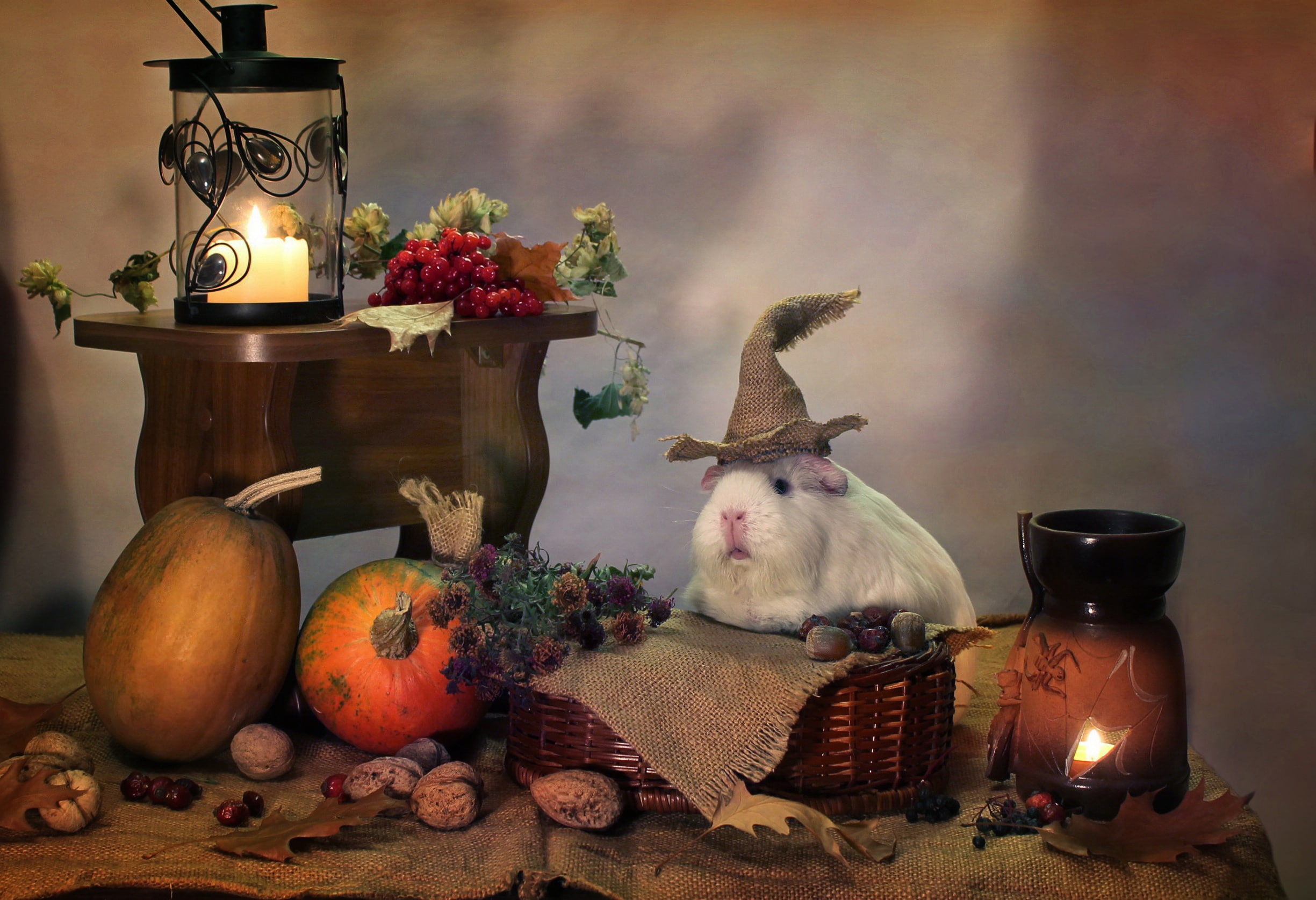 autumn, October, Guinea pigs, humor, candles, Halloween, composition, 1080P, animals, pumpkin, HD Wallpaper