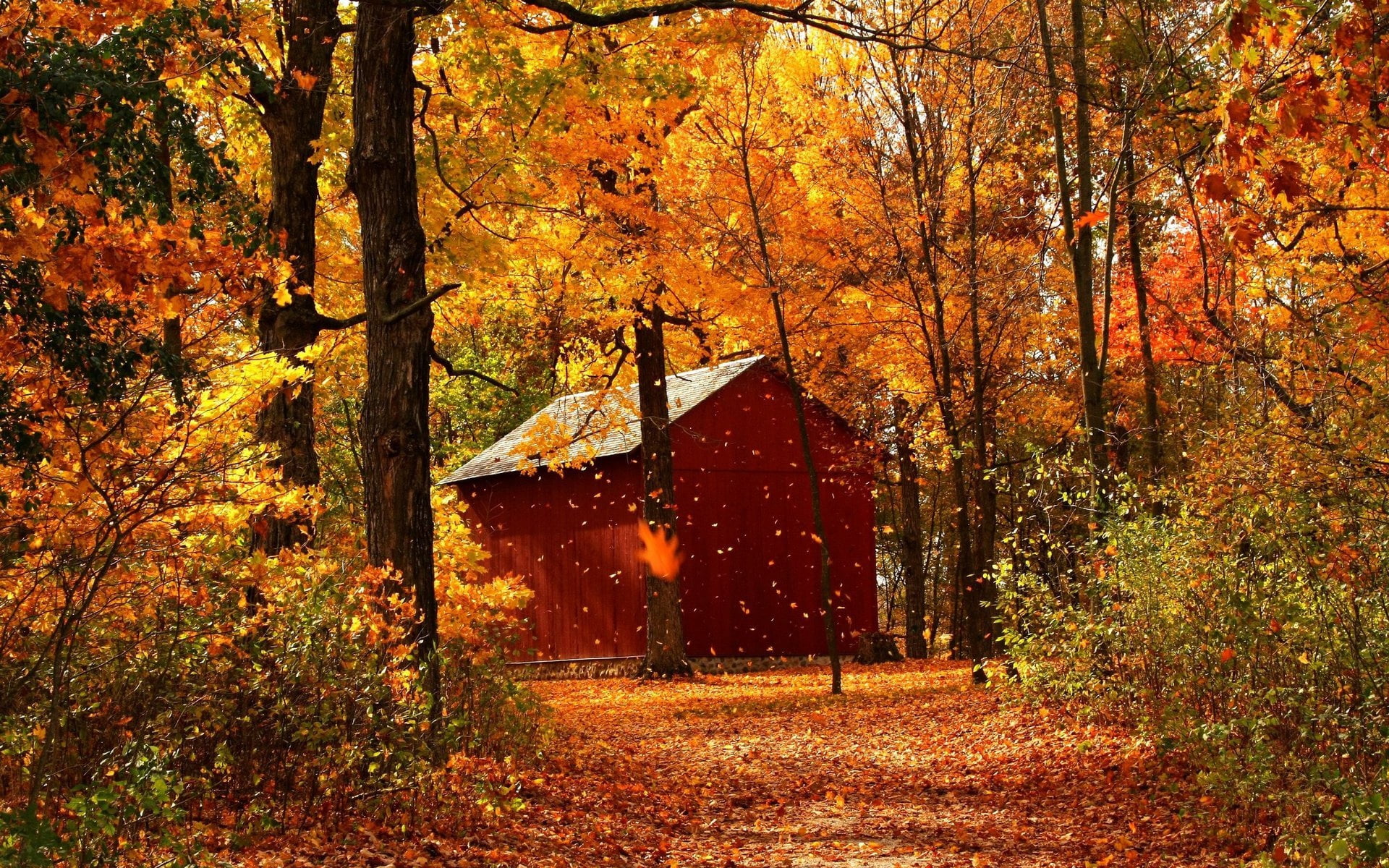 trunk, barn, leaf fall, uSA, old, tree, garage, landscape, tree trunk, nature, autumn, plant part, rural Scene, vermont, natural condition, no People, fall, HD Wallpaper