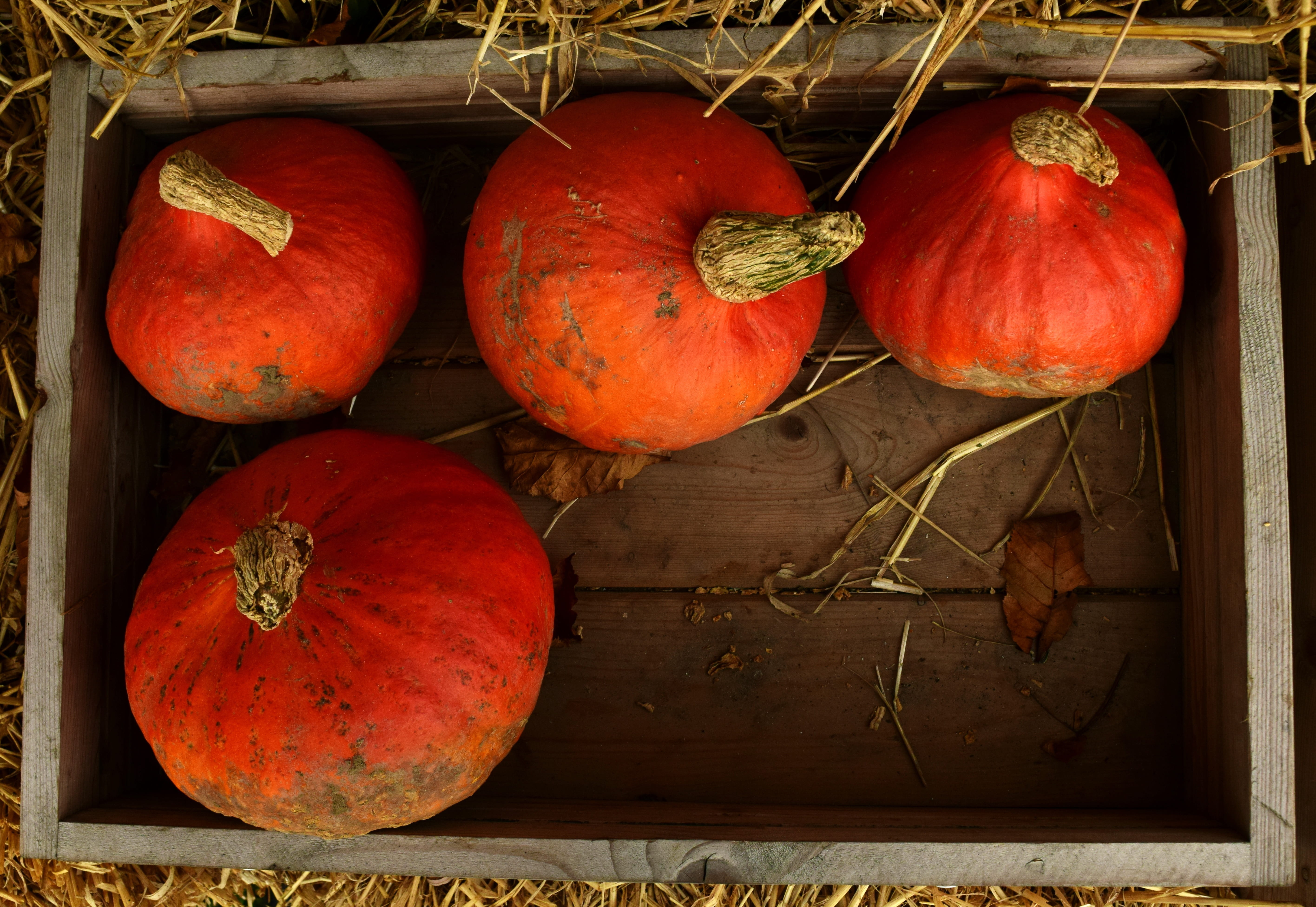vegetable, orange, october, hokkaido, bio, still life, food and drink, autumn, market, pumpkin in a box, no people, eat, organic, close-up, box, 31 october, HD Wallpaper
