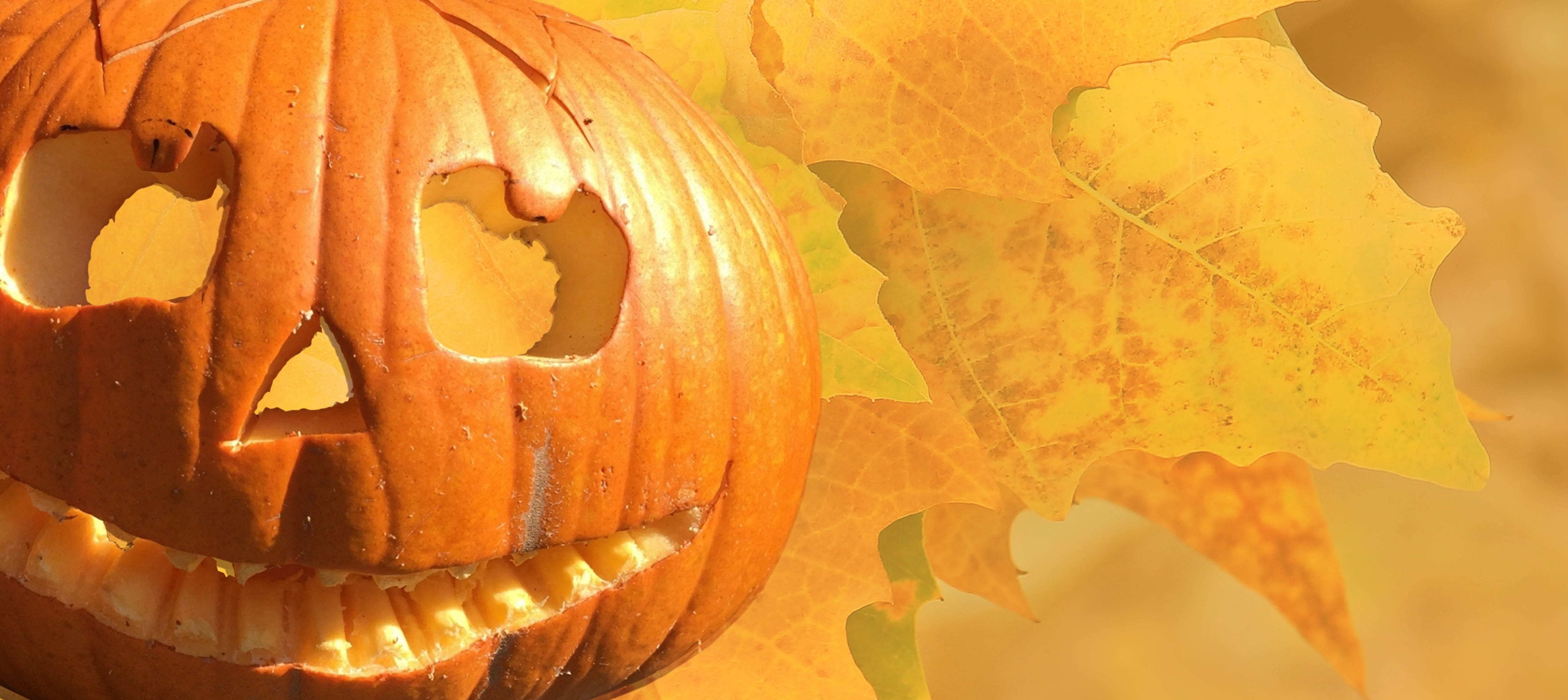 photography, pumpkin, food, jack, o, autumn, choose, autumn fruits, jack o lantern, indoors, anthropomorphic face, creepy, freshness, nature, 4K, october, HD Wallpaper