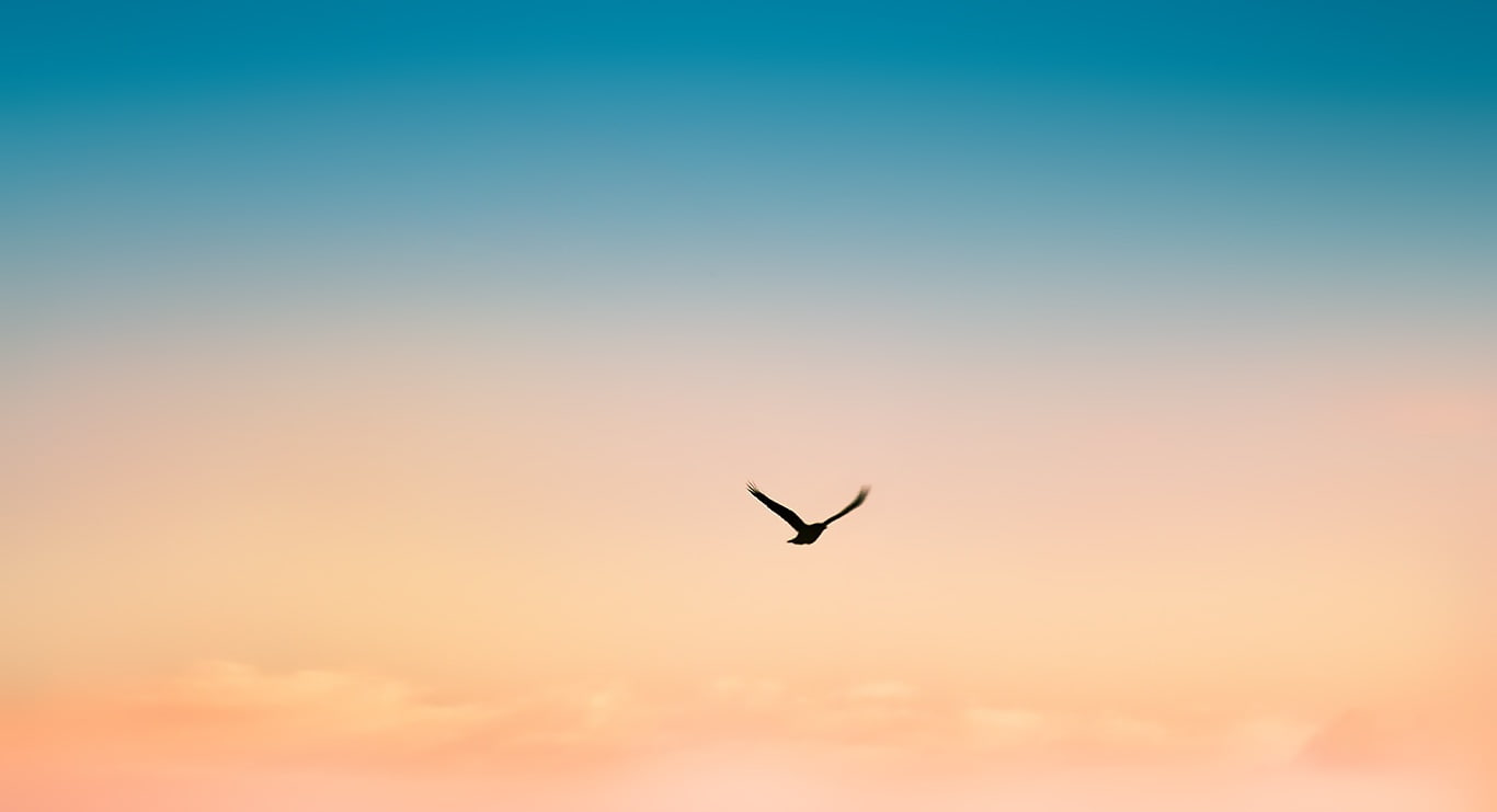 beautiful, beauty in nature, tranquility, spread wings, flying, macbook air 11, air, illustration, tranquil scene, sunset, animals in the wild, macbook11, HD Wallpaper