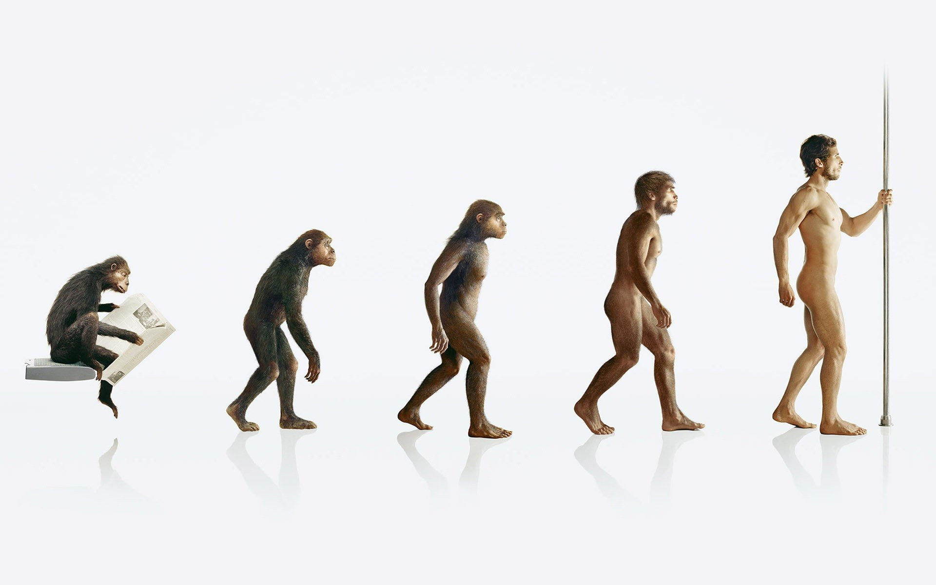 1080P, human, evolution, apes, HD Wallpaper