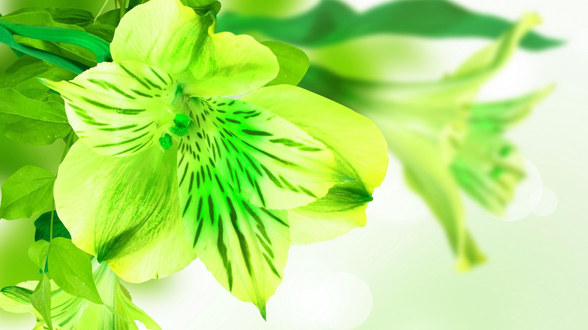 3d and abstract, lovely, 1080P, petals, flowers, green, HD Wallpaper
