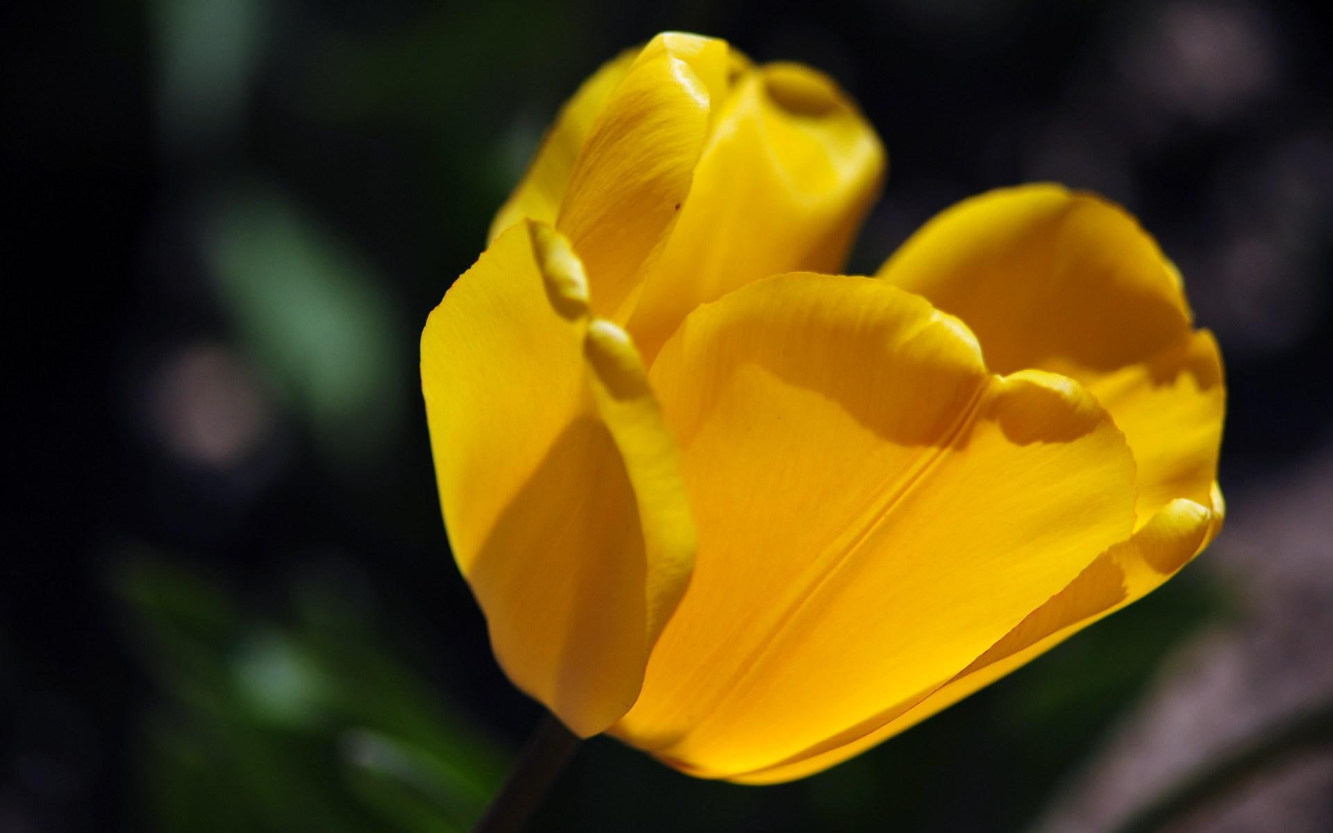 1080P, green, love, 3d and abstract, flower, tulips, yellow, HD Wallpaper