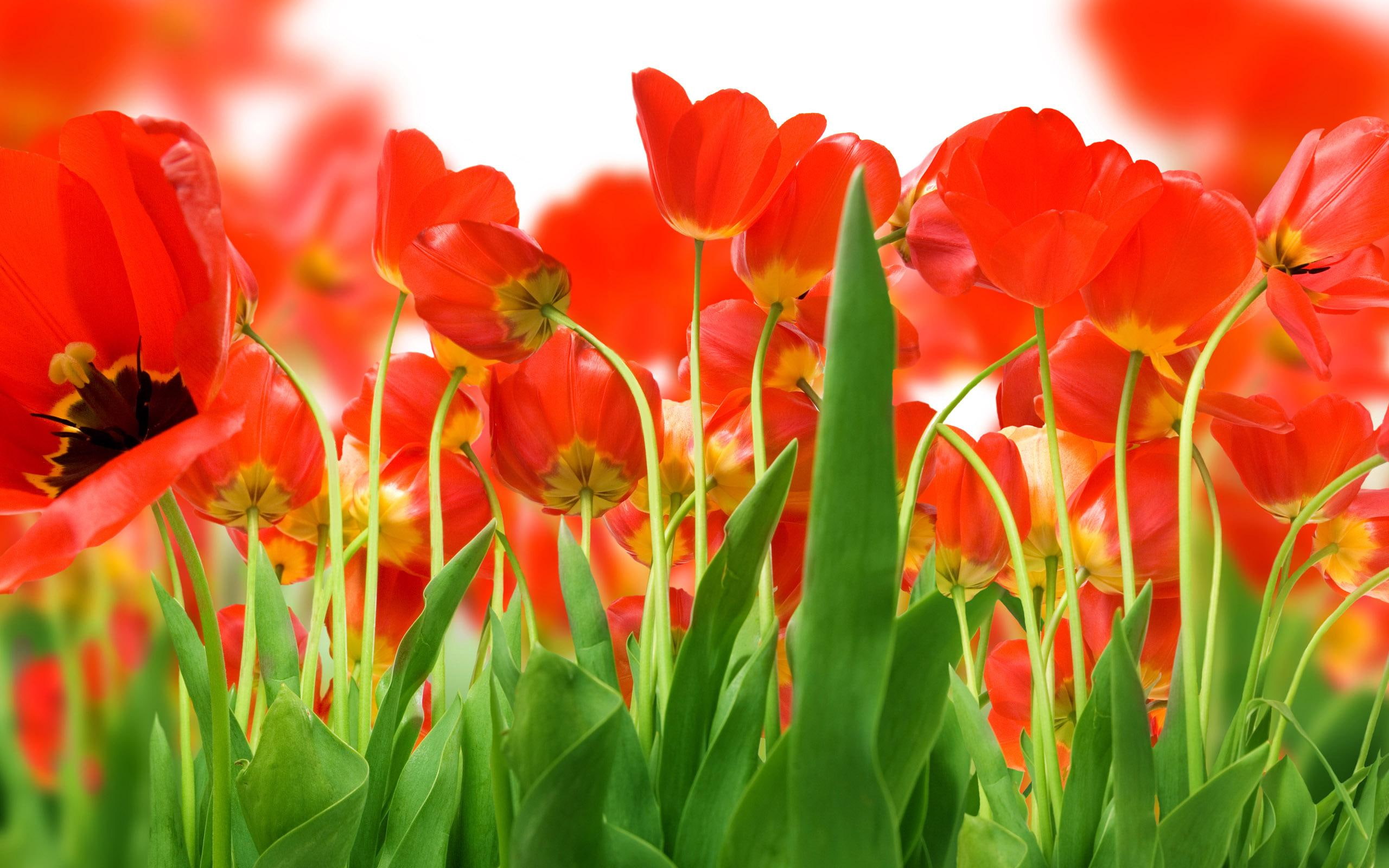 2K, tulips, red, beautiful, tulip, green, flowers, nature, colors, 3d and abstract, lovely, HD Wallpaper