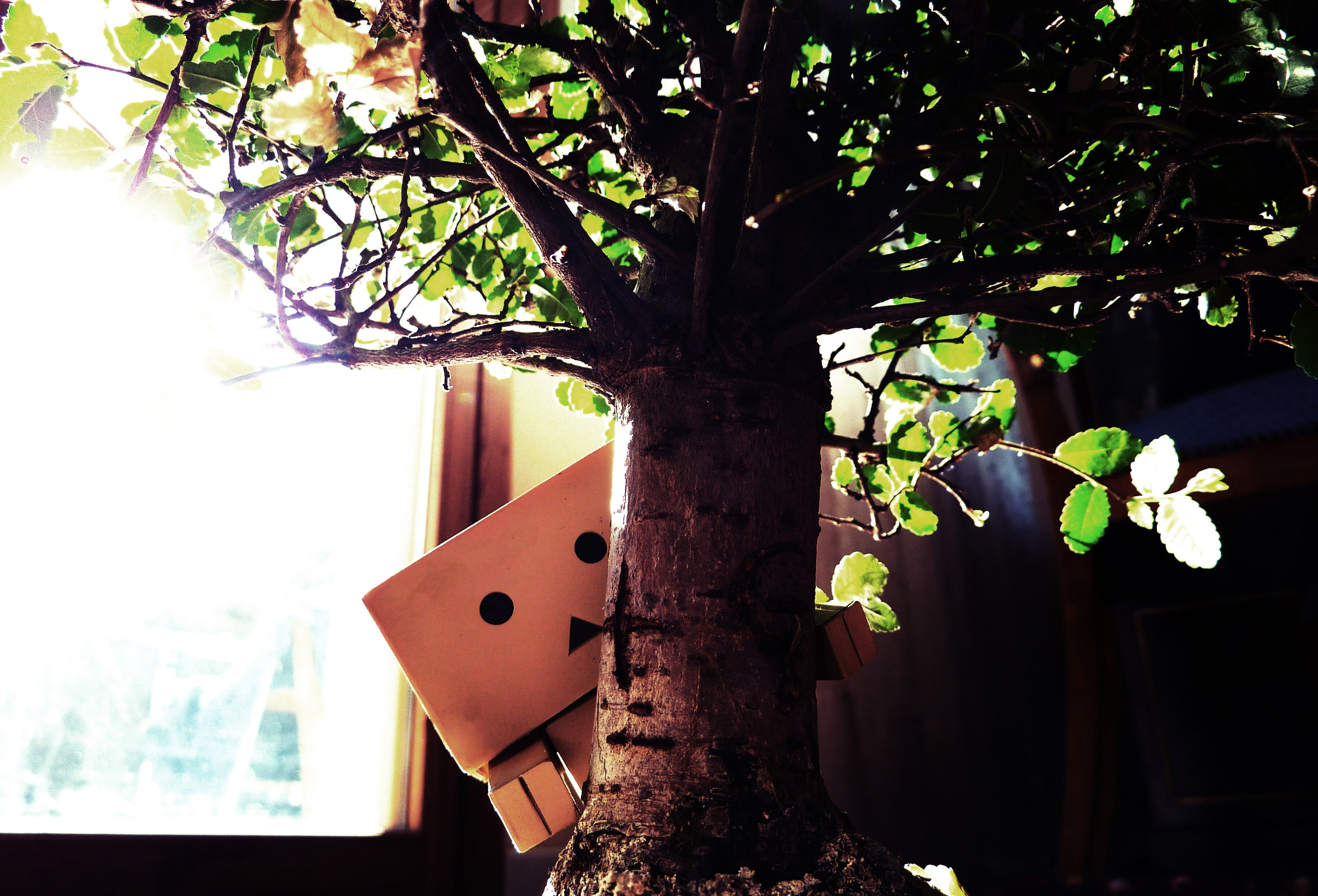 focus on foreground, 2K, branch, trunk, Danbo, tree, Amazon, beauty in nature, built structure, close-up, flower, growth, outdoors, wood - material, architecture, HD Wallpaper