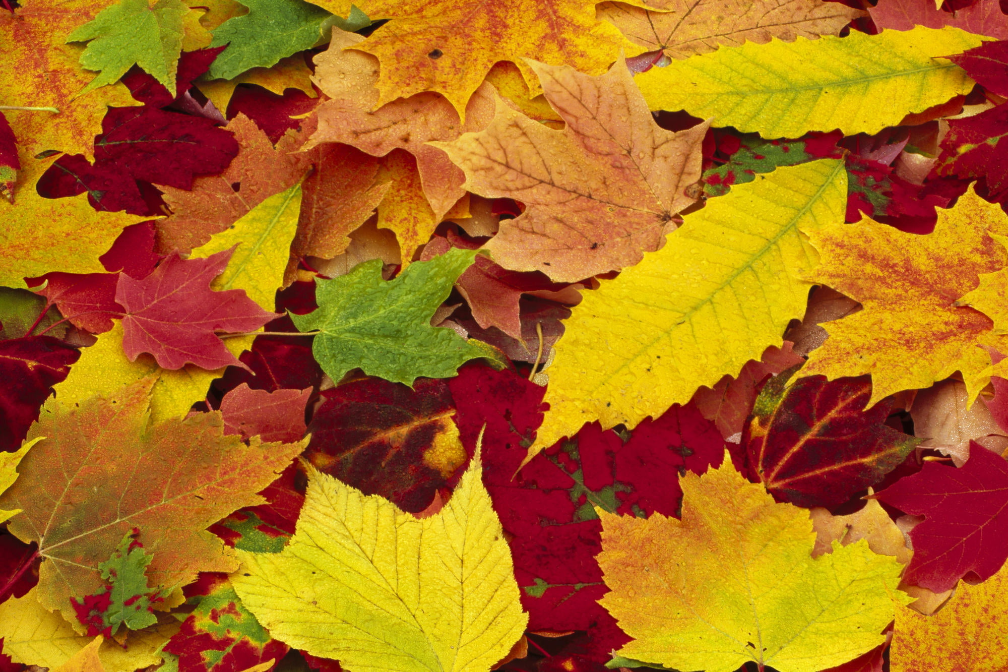 natural condition, Autumn, beauty in nature, change, natural pattern, outdoors, full frame, maple leaf, leaf, leaves, high angle view, water, yellow, close-up, HD Wallpaper