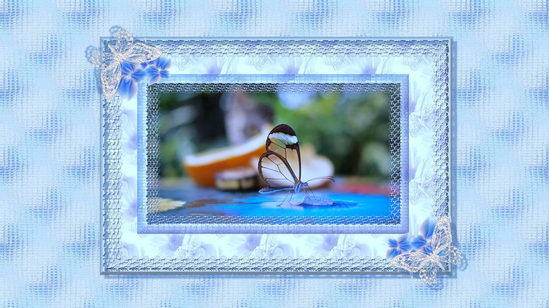 flowers, must, animals, blue, 1080P, lace, god, butterfly, HD Wallpaper