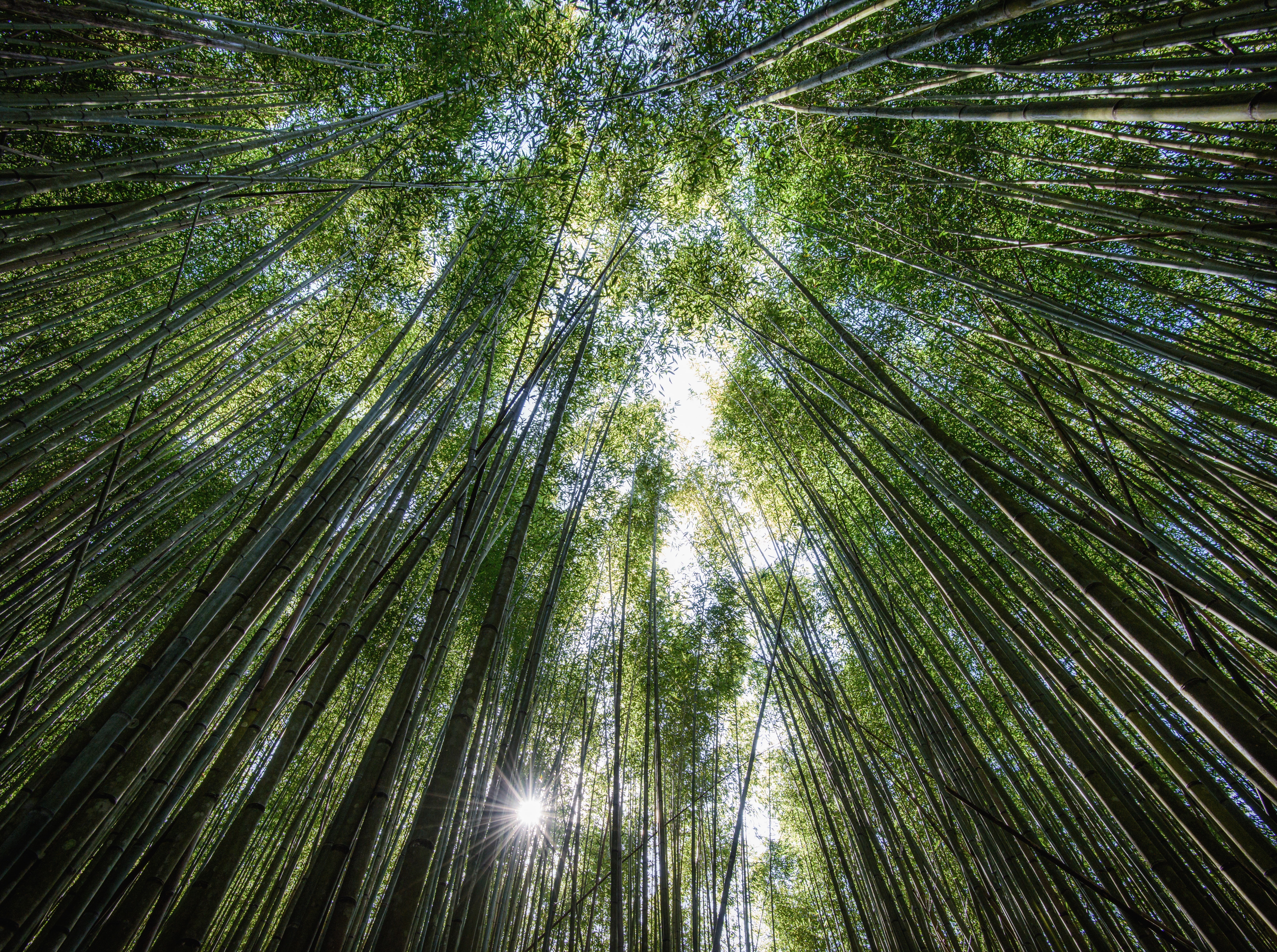 tree canopy, plant, Travel, must-see, Asia, beauty in nature, 5K, Forest, directly below, green color, low angle view, Fastest-growing, Grass, Plants, HD Wallpaper