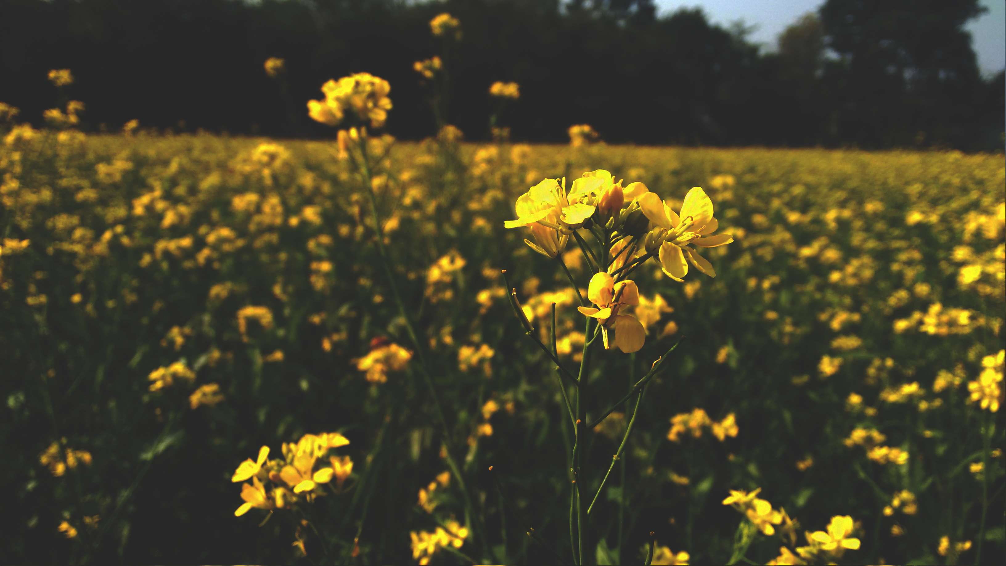 yellow flower, awesome, theme, flower head, nature, focused, vulnerability, petal, beauty in nature, plant, freshness, land, musted, growth, green, sunlight, HD Wallpaper