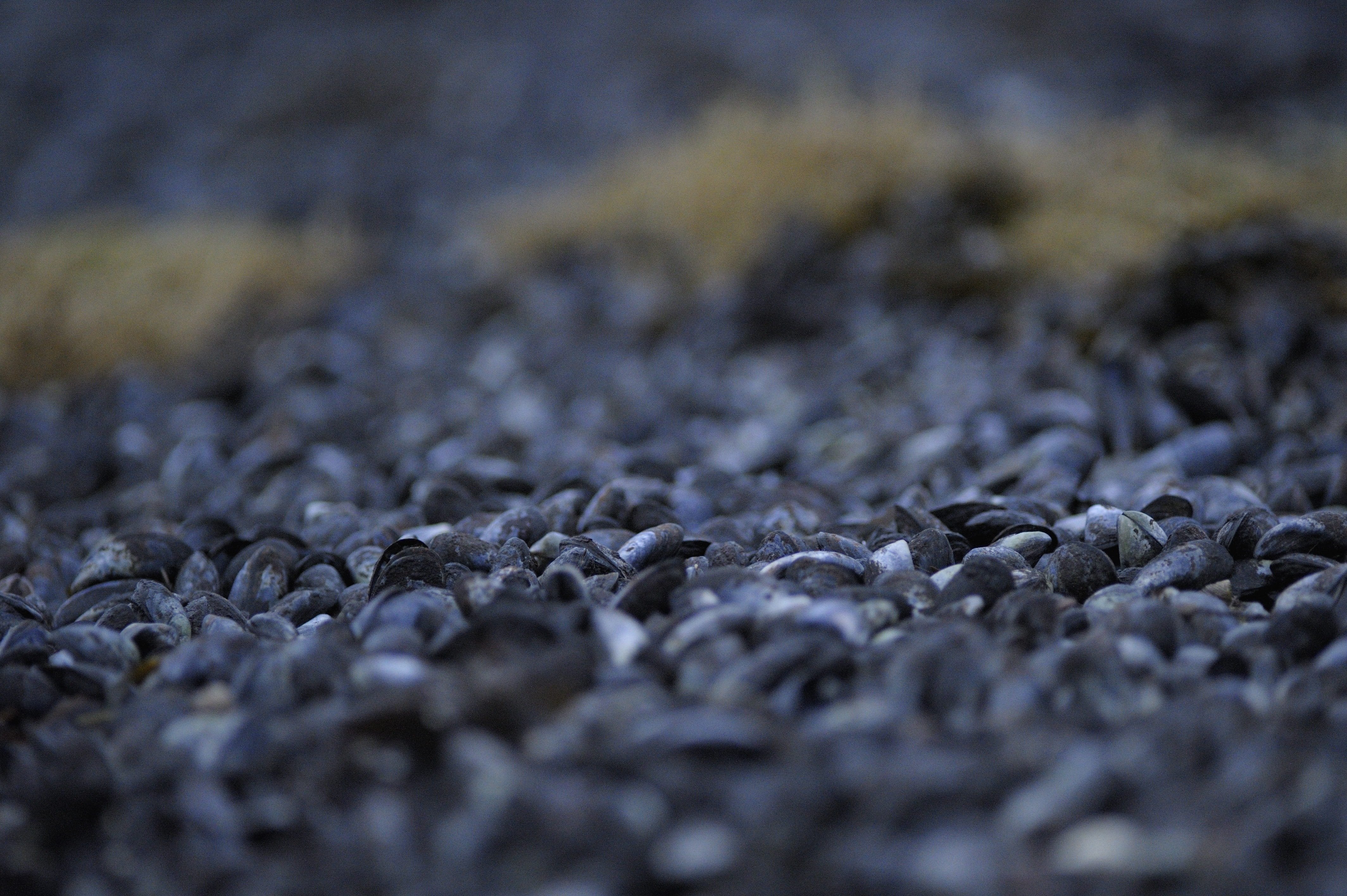 textured, mussels, clam, shells, selective focus, pebble, must, land, beach, black color, solid, 4K, outdoors, full frame, environment, stone - object, HD Wallpaper