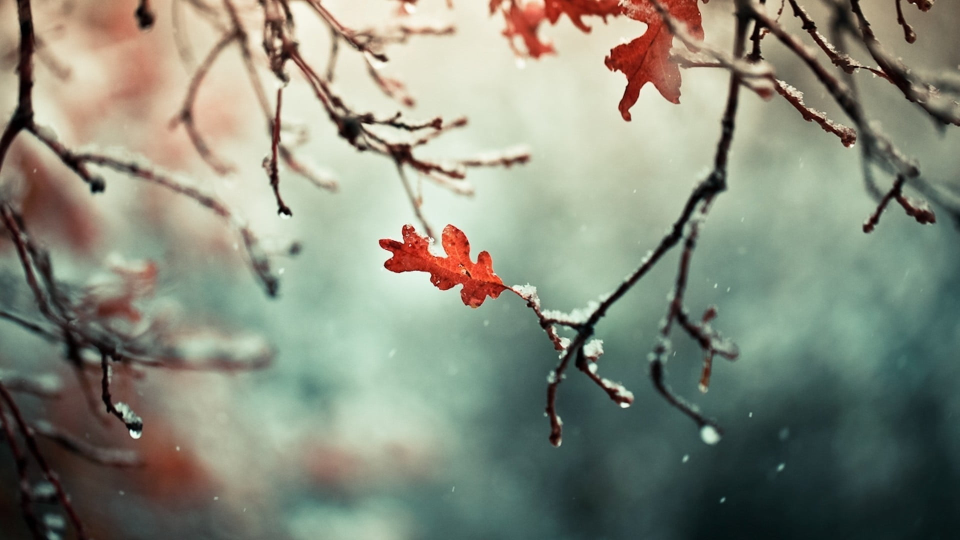 leaf, color Image, close-up, tree, 1080P, autumn, plant part, petaled, plant, frost, cold temperature, cold - Temperature, macro, plants, photography, HD Wallpaper