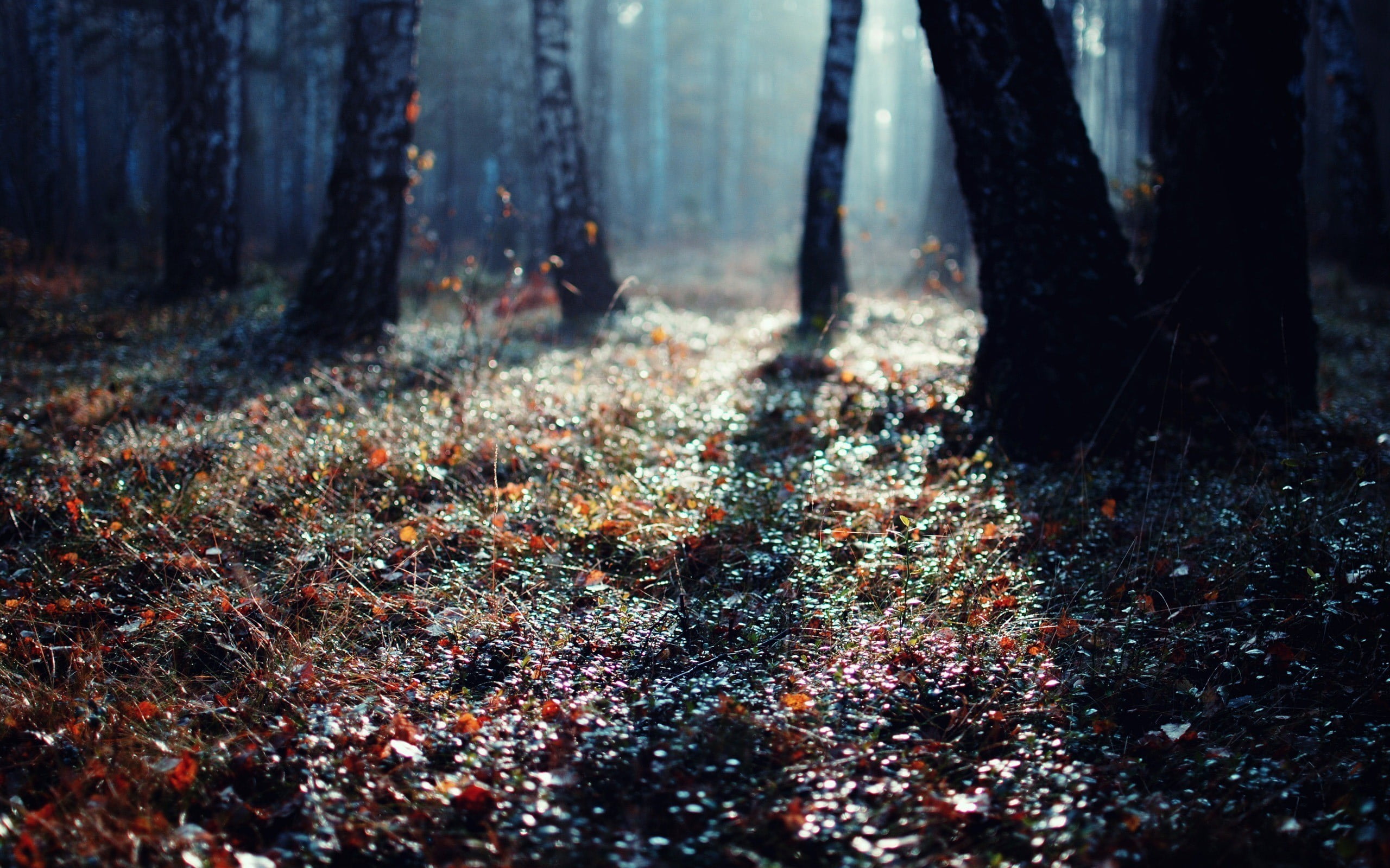 tree Trunk, leaves, white, woodland, footpath, branch, green Color, red, plant part, park - Man Made Space, defocused, bush, sunbeam, nature, rain, leaf, HD Wallpaper