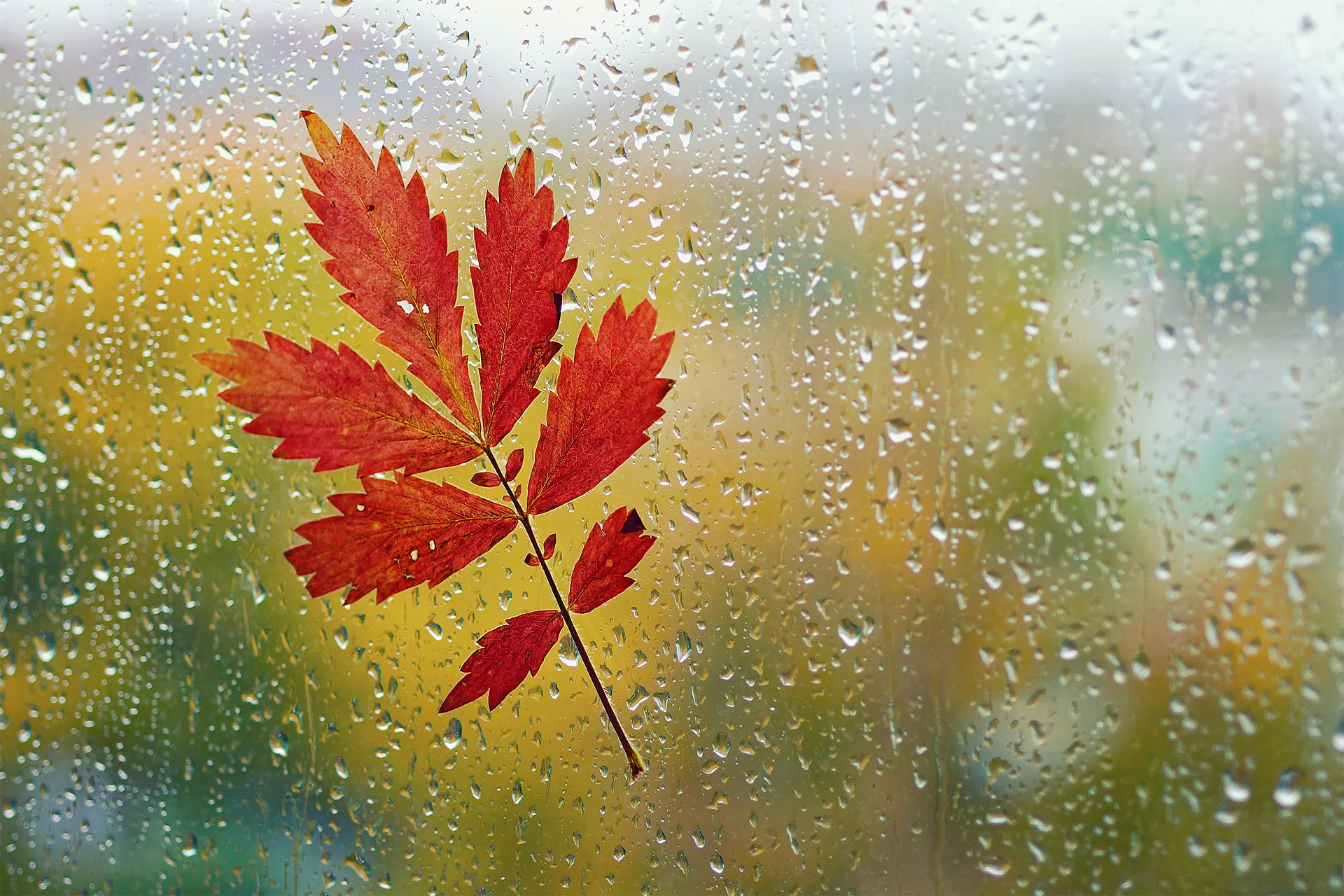 season, abstract, day, rainy season, summer, plant, glass - Material, defocused, reflection, glass, forest, dew, water, pattern, macro, green Color, leaf, HD Wallpaper