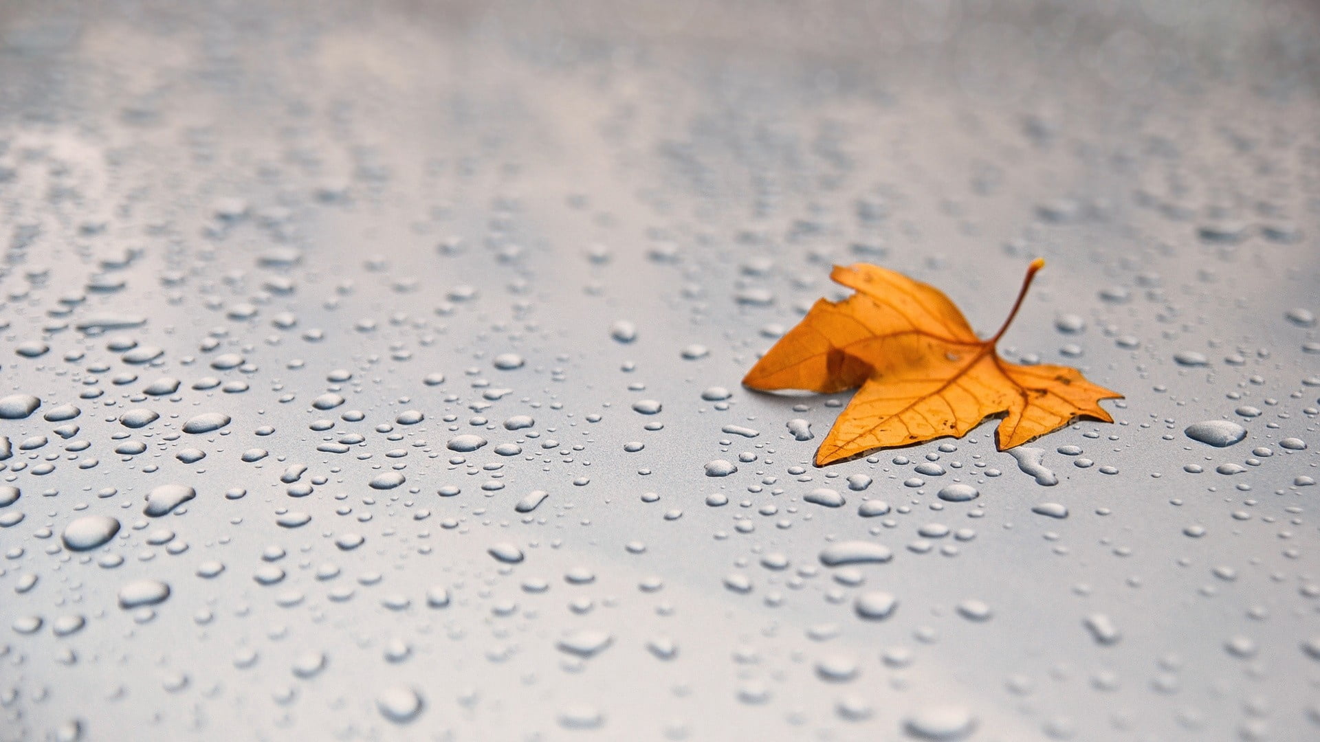 maple leaf, nature, colors, change, drop, close-up, plant part, raindrop, yellow, liquid, color Image, orange color, surface, environment, vibrant Color, HD Wallpaper