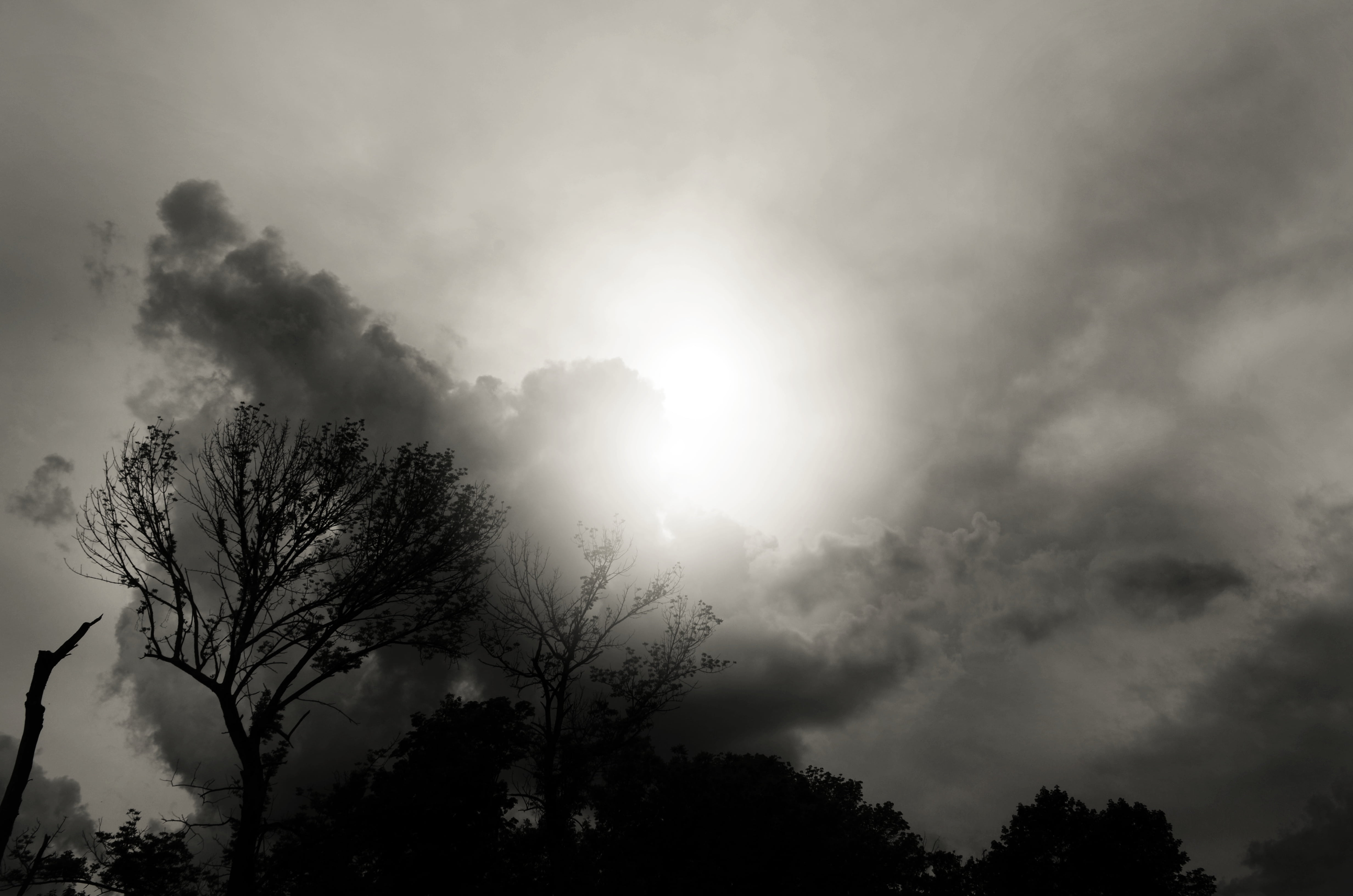 cloud - sky, sunlight, growth, treetop, plant, tranquility, outdoors, low angle view, 4K, back lit, clouds, no people, non-urban scene, tree, sky, silhouette, HD Wallpaper