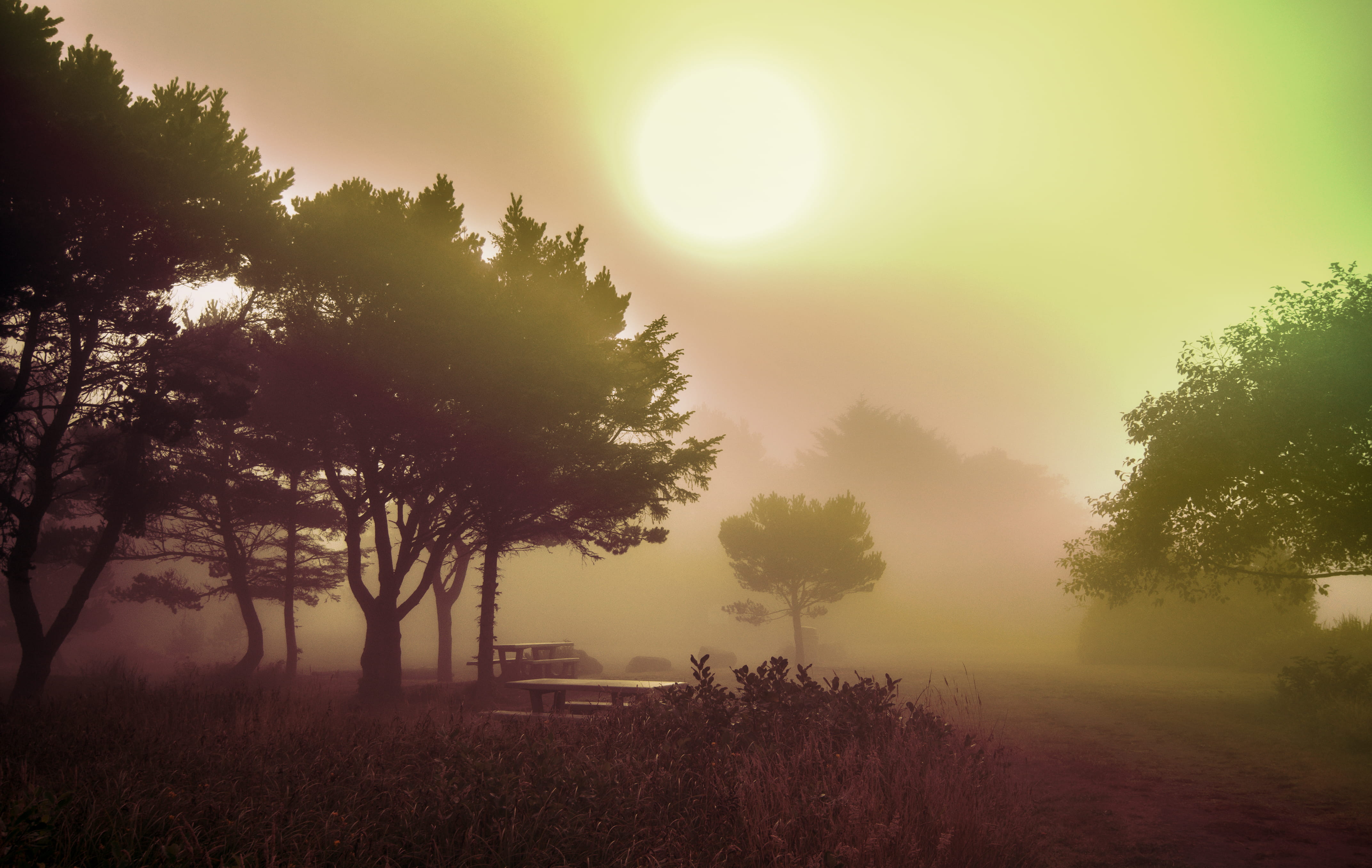 lifestyle, solar flare, lens flare, sunny, non-urban scene, field, clouds, tree, sun, growth, oregon, foggy, nature, weather, change, pacific, sunlight, HD Wallpaper