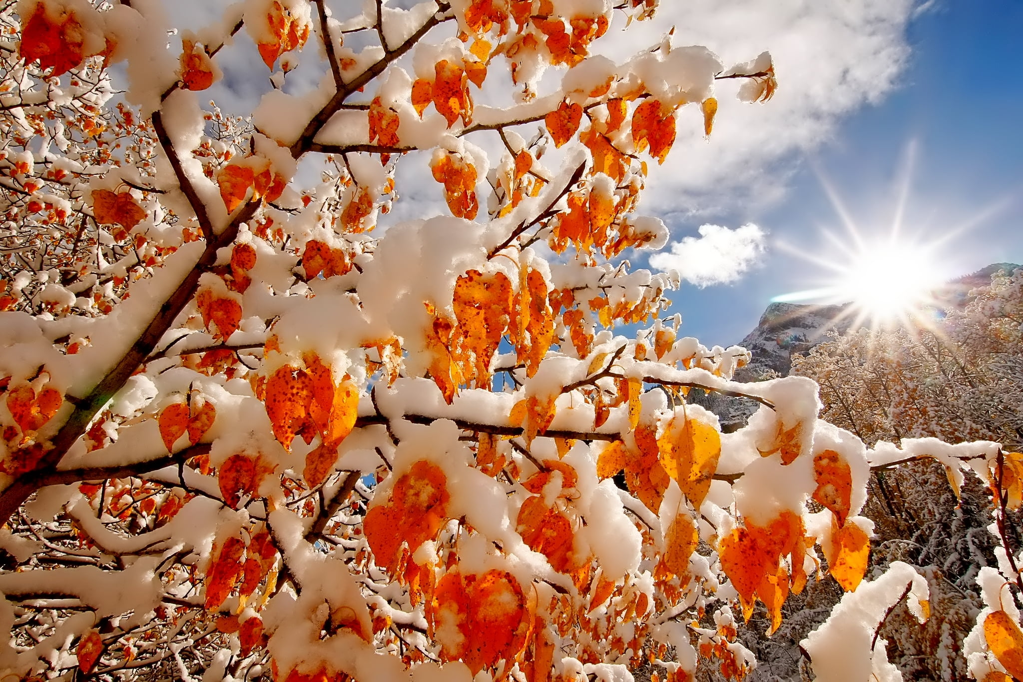 orange Color, falling, sky, springtime, cherry blossom, frost, non-Urban Scene, branches, growth, season, beauty In Nature, yellow, landscape, park - Man Made Space, HD Wallpaper