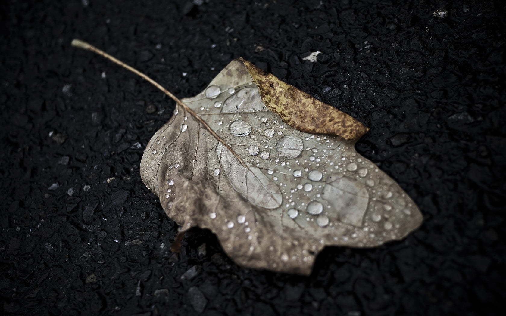 season, weather, tree, high angle view, dried, wet, leaf, plant part, dry, rain, environment, natural condition, outdoors, fall, falling, vulnerability, HD Wallpaper