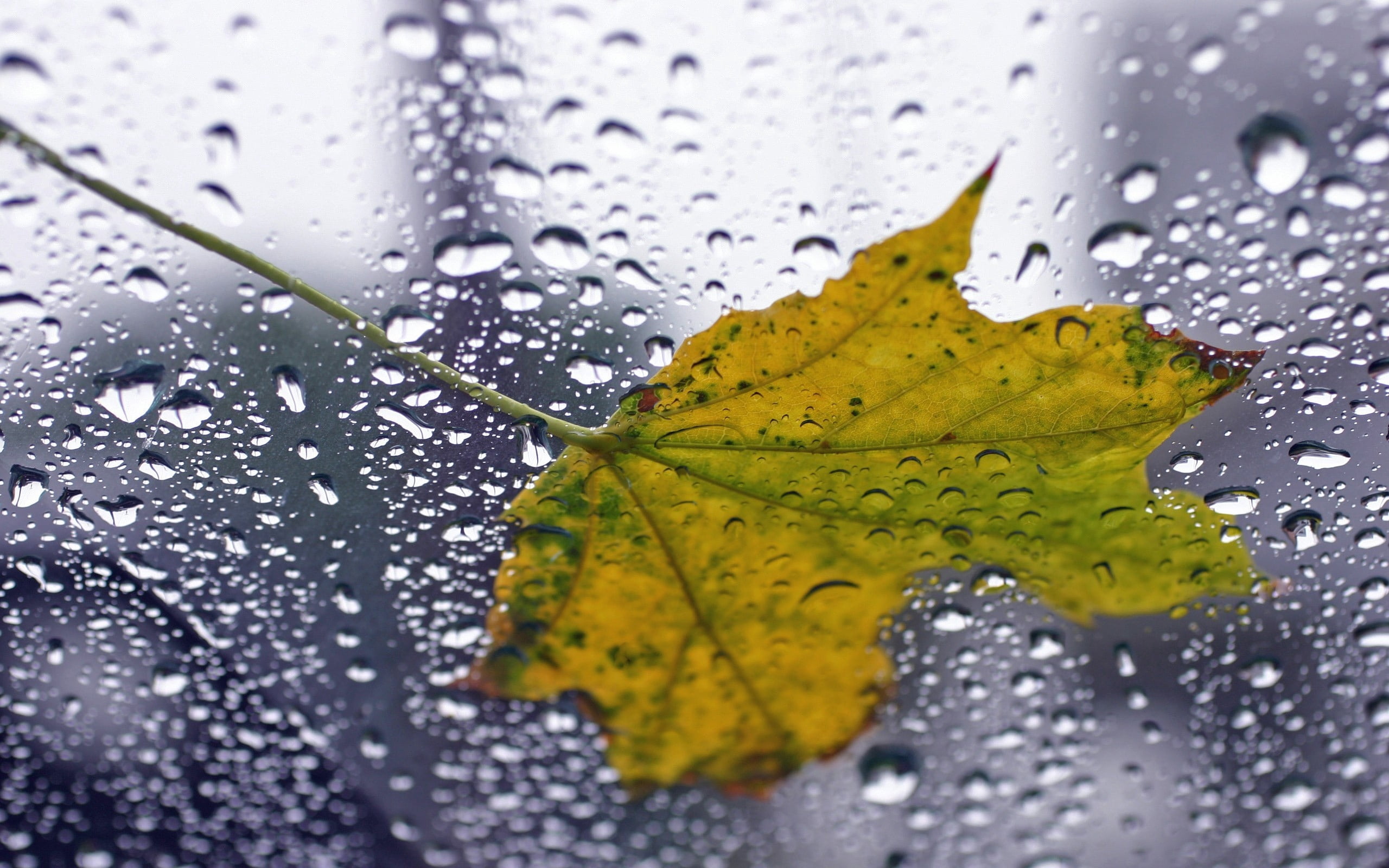 water, environment, green, backgrounds, plant part, yellow, outdoors, macro, change, no People, plant, leafed, window, raindrop, purity, color Image, season, HD Wallpaper
