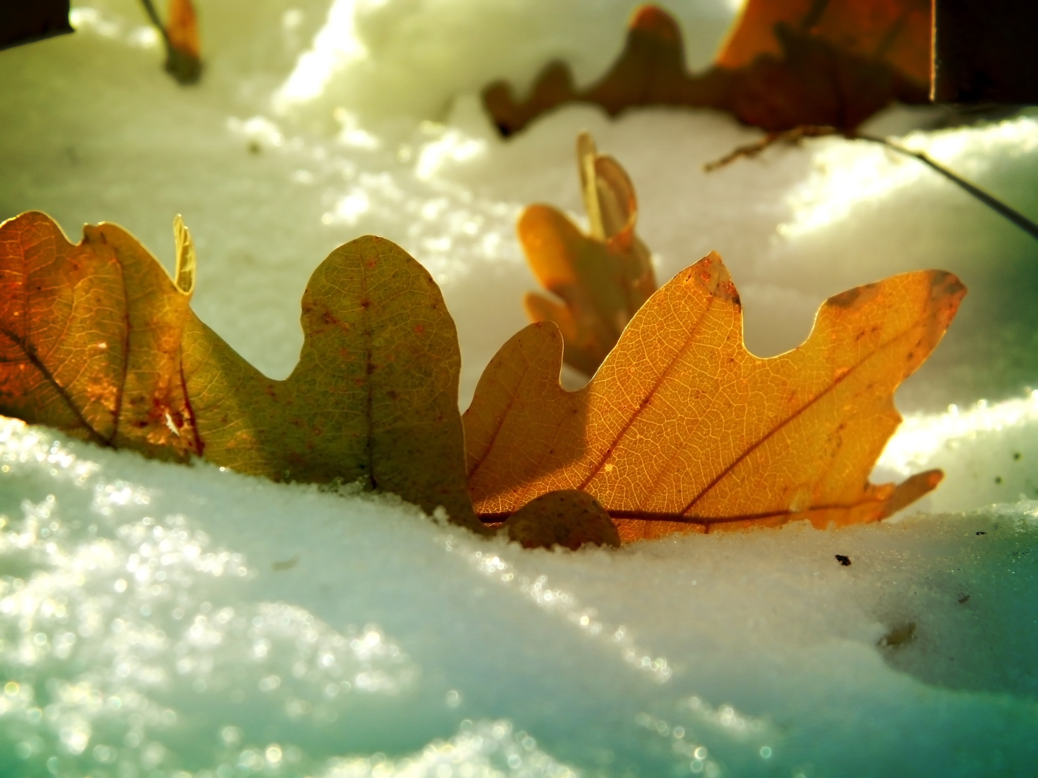 macro, autumn, maple leaf, weather, sunlight, backgrounds, natural condition, vibrant Color, leaf, close-up, multi Colored, day, abstract, green Color, HD Wallpaper