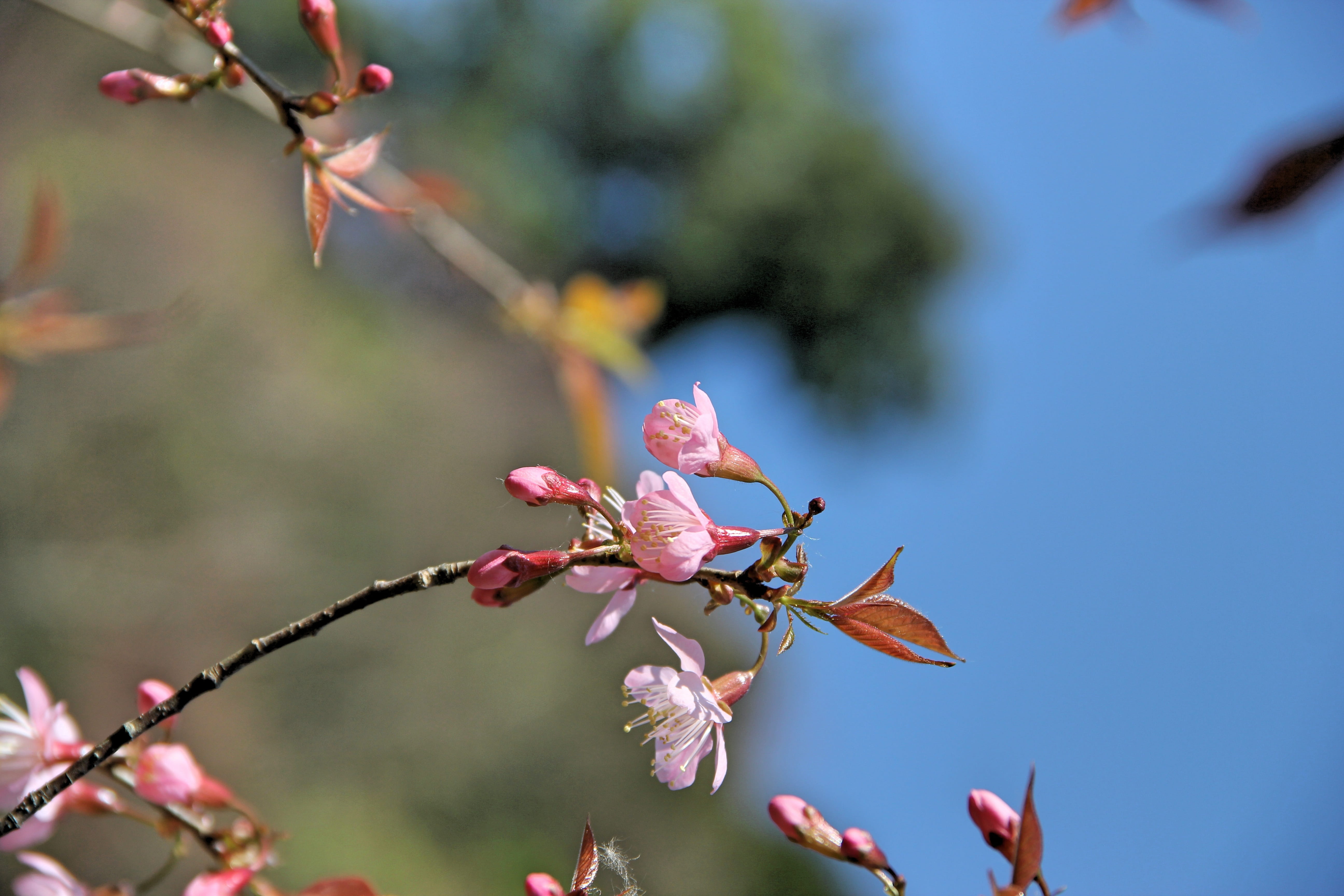 leash, chiang mai thailand, the north, focus on foreground, spectacular, tree, fragility, nature, close-up, branch, plant, the pink flowers, freshness, HD Wallpaper