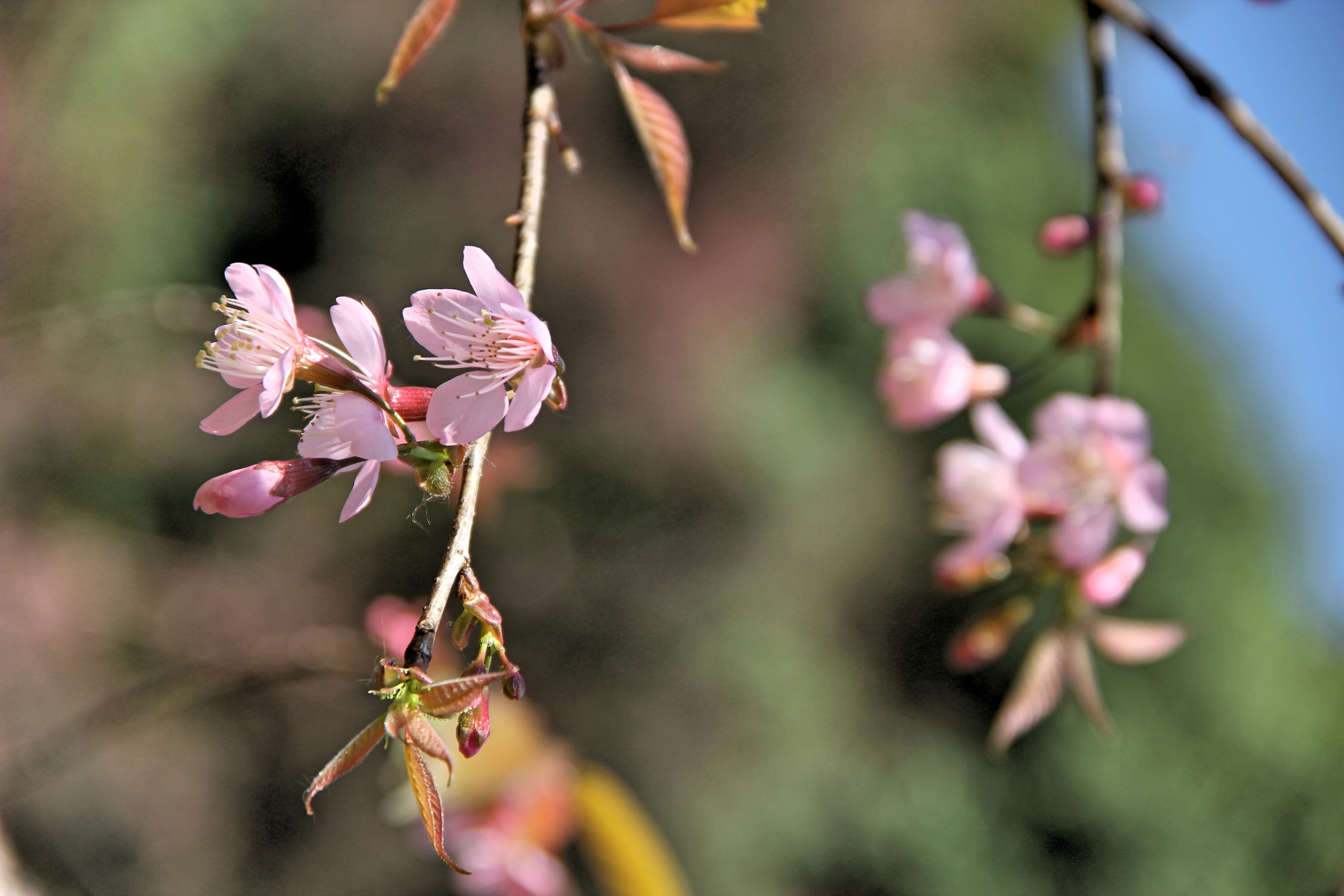 flower head, tree, purple, bright, close-up, branch, petal, pink color, flowers, inflorescence, plant, vulnerability, thailand, the north, selective focus, HD Wallpaper